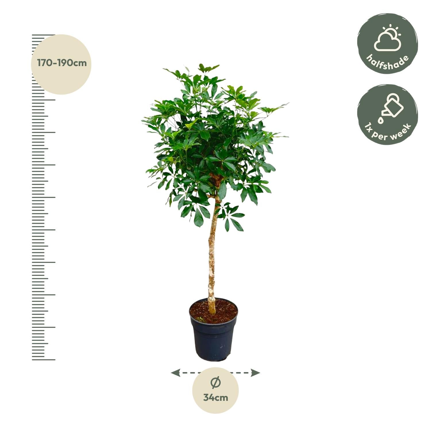Schefflera op stam – grote groene kamerplant op stam