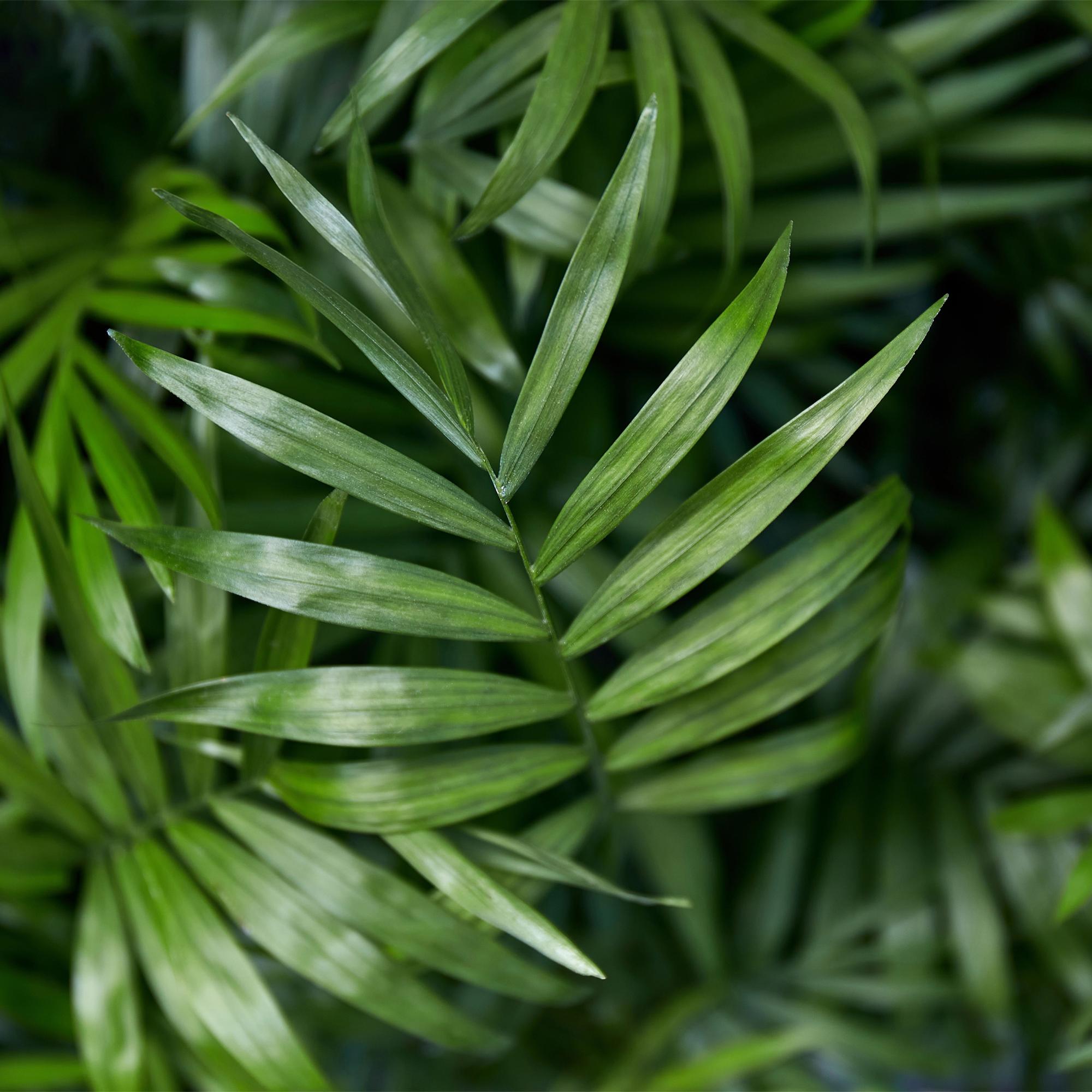 Green boutiQ - Kamerplant - Chamaedorea elegans - Goudpalm - Huisdiervriendelijke Plant - Groen - 1 Plant - met Potter Wit - Pot 12cm - Hoogte 15cm