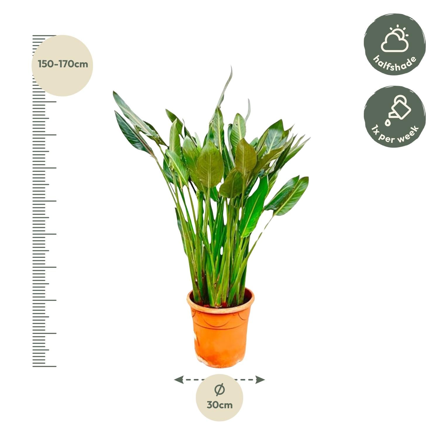 Strelitzia Reginae XL - 160cm - ?30