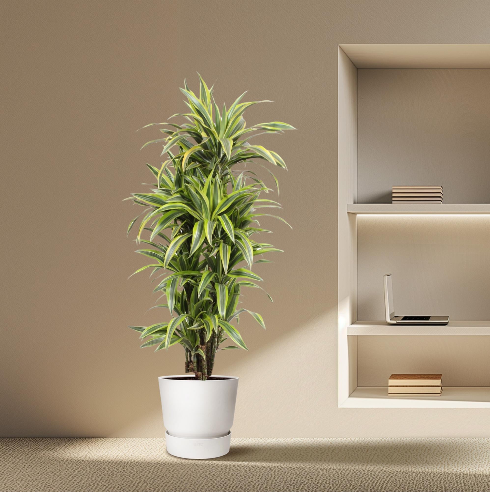 Dracaena Lemon Lime decorative indoor plant for home and office, premium quality