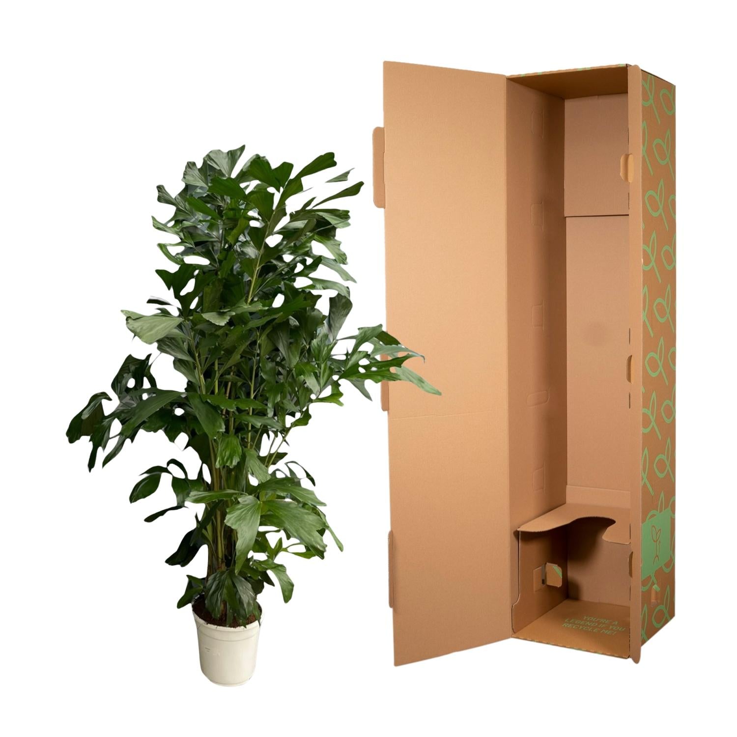 Caryota Mitis (vissenstaartpalm) – bijzondere grote kamerpalm