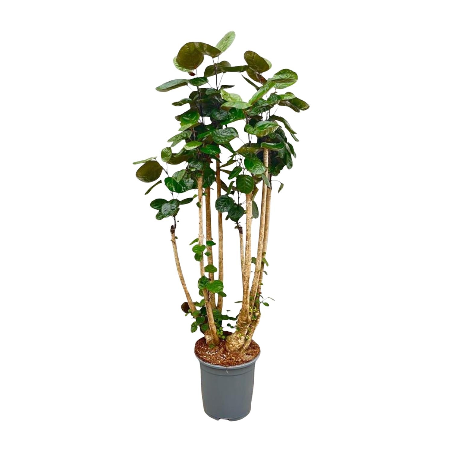 Polyscias Fabian - decoratieve kamerplant voor binnen, sierlijke bladeren en sterke groei