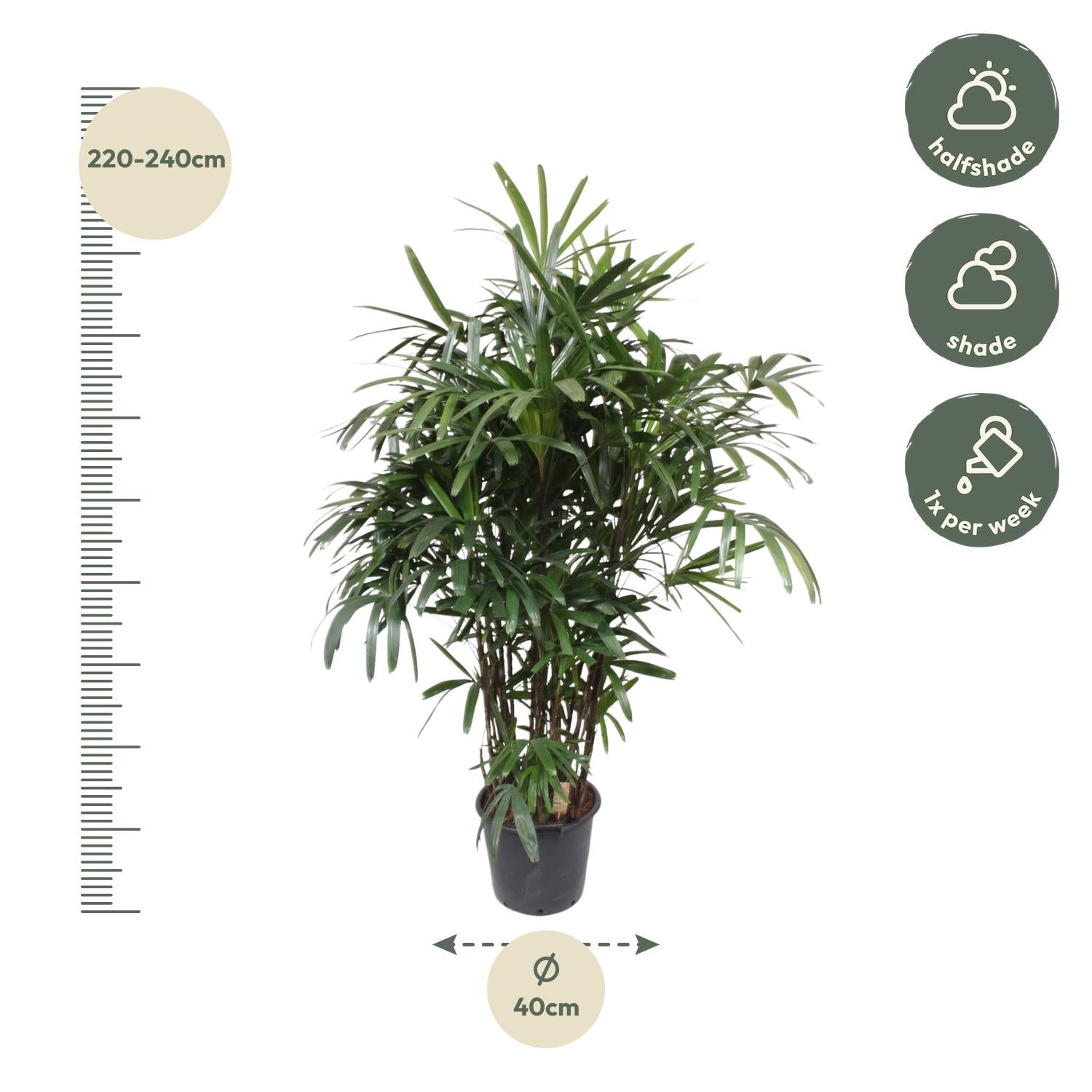 Rhapis Excelsa – exclusieve bamboepalm kamerplant 190 cm