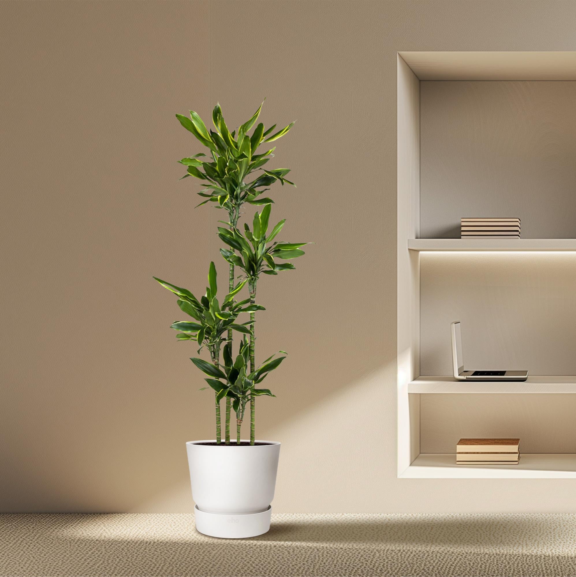 Dracaena Golden Coast – grote twee-kleurige Dracaena kamerplant in kweekpot