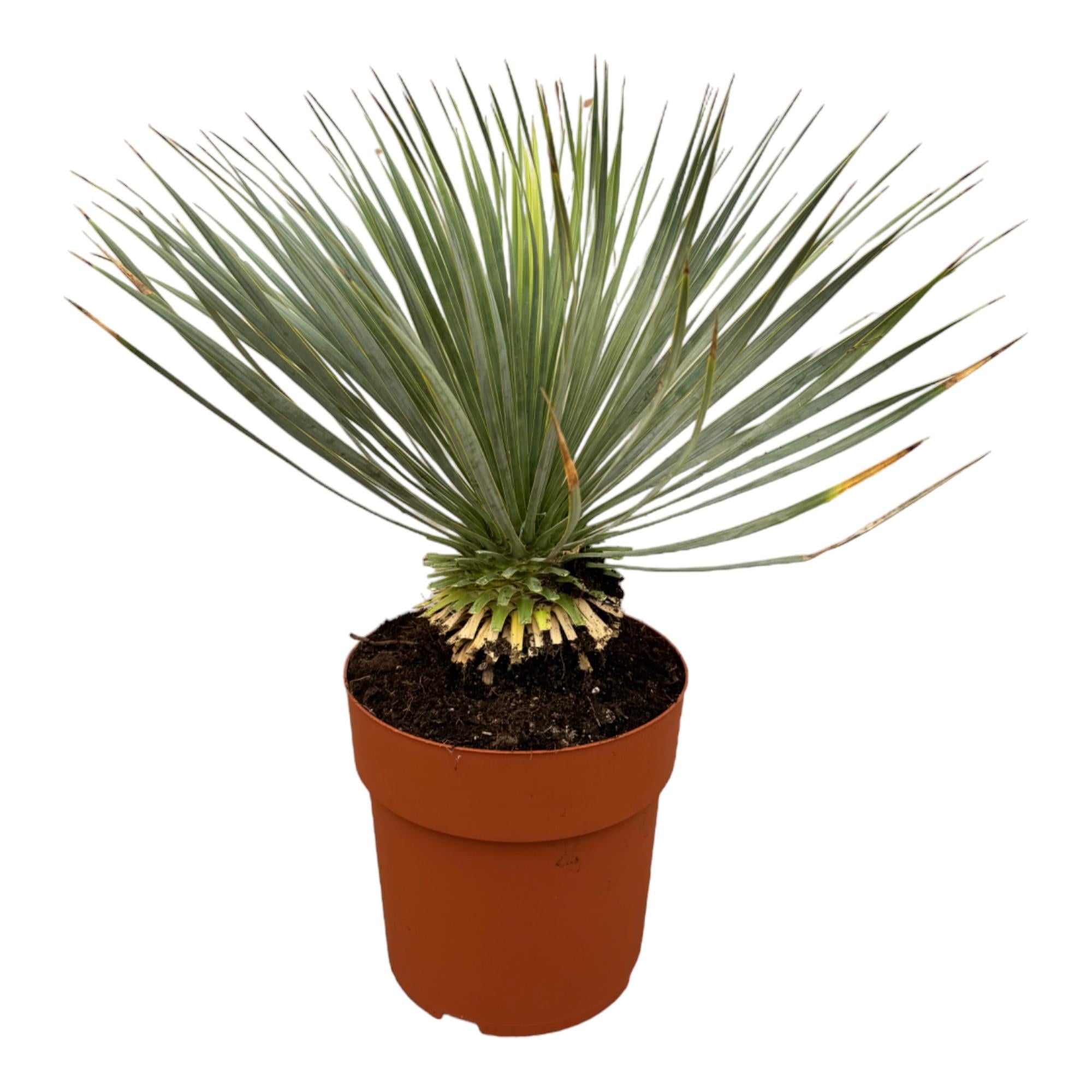 Yucca rostrata – exclusieve Yucca op stam in kweekpot