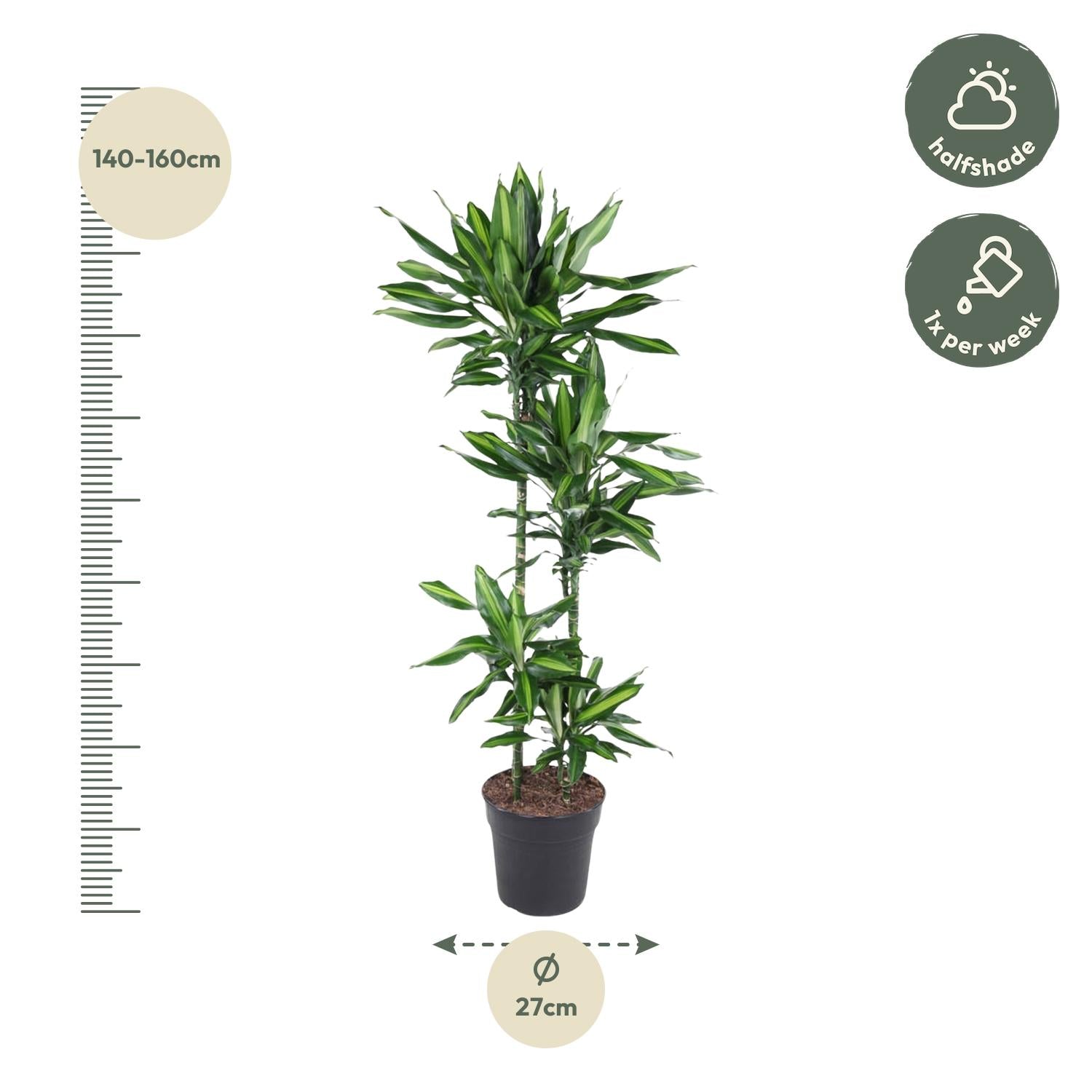 Dracaena Cintho – sterke groene kamerplant in kweekpot