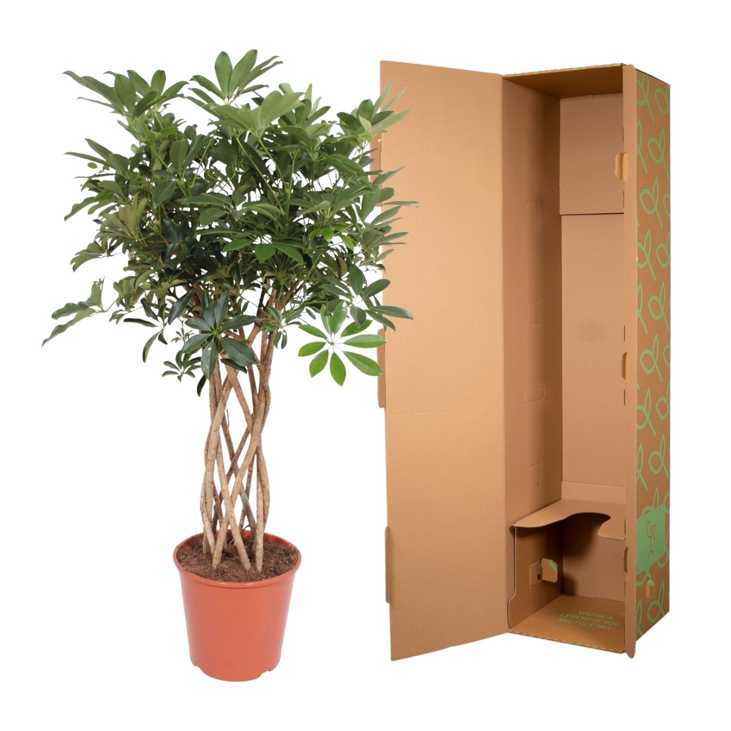 Schefflera Arboricola Compacta – volle groene parasolboom kamerplant