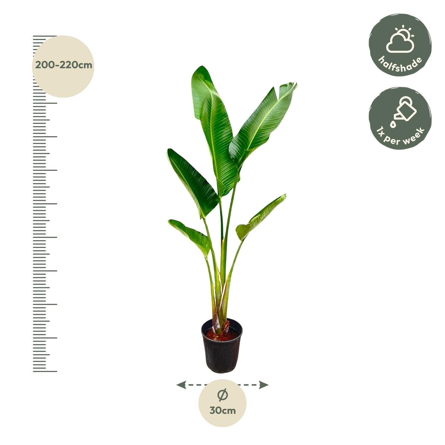 Strelitzia Augusta – grote paradijsvogelplant kamerplant in kweekpot