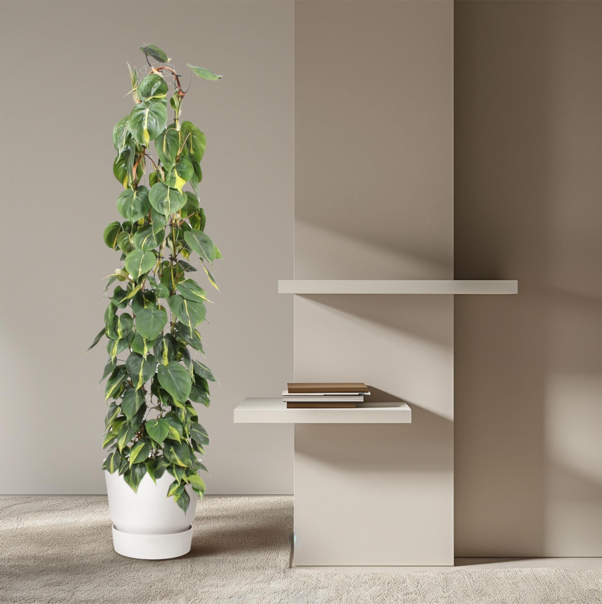 hilodendron Scandens – klimplant op gaasrek (groen & Brasil)