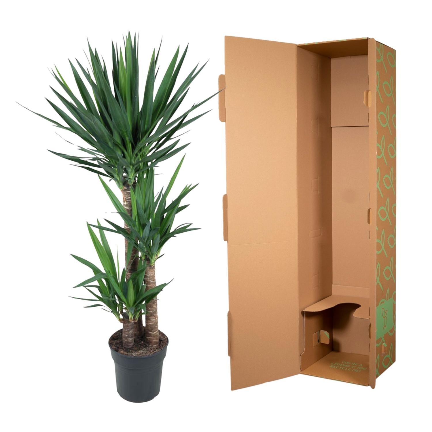 Yucca Elephantipes – grote stoere kamerplant in kweekpot