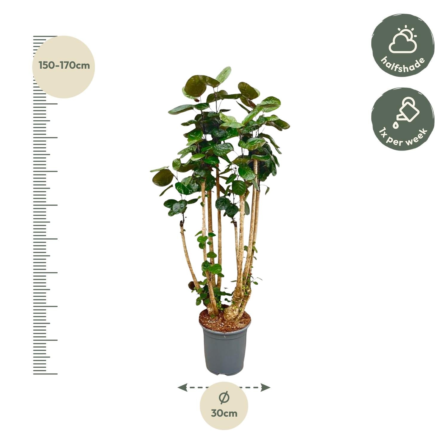 Polyscias Fabian - decoratieve kamerplant voor binnen, sierlijke bladeren en sterke groei