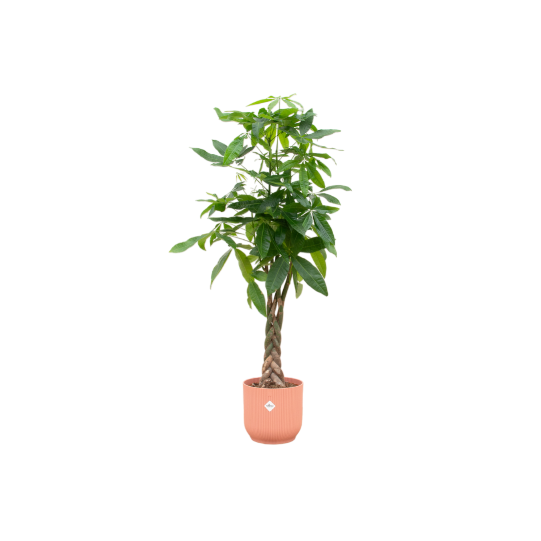Pachira Aquatica inclusief elho Vibes Fold Round pot - 160cm - Ø30