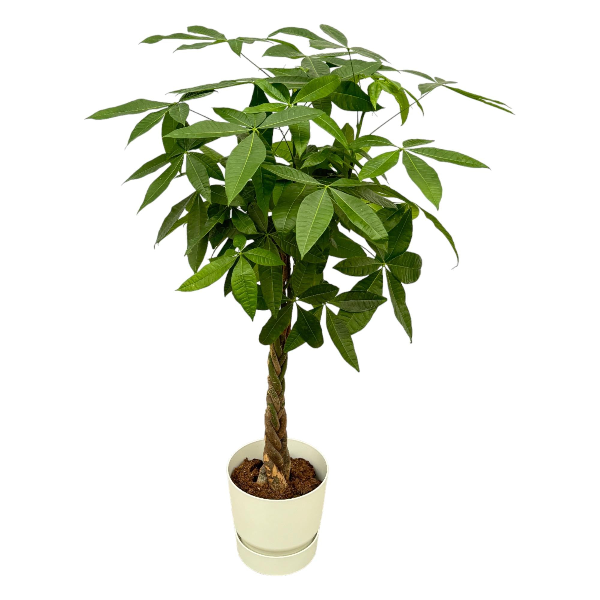 Pachira Aquatica inclusief elho Greenville Round bloempot 160cm - Ø30