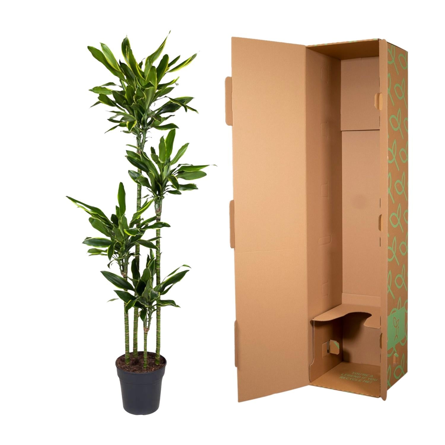 Dracaena Golden Coast – grote twee-kleurige Dracaena kamerplant in kweekpot