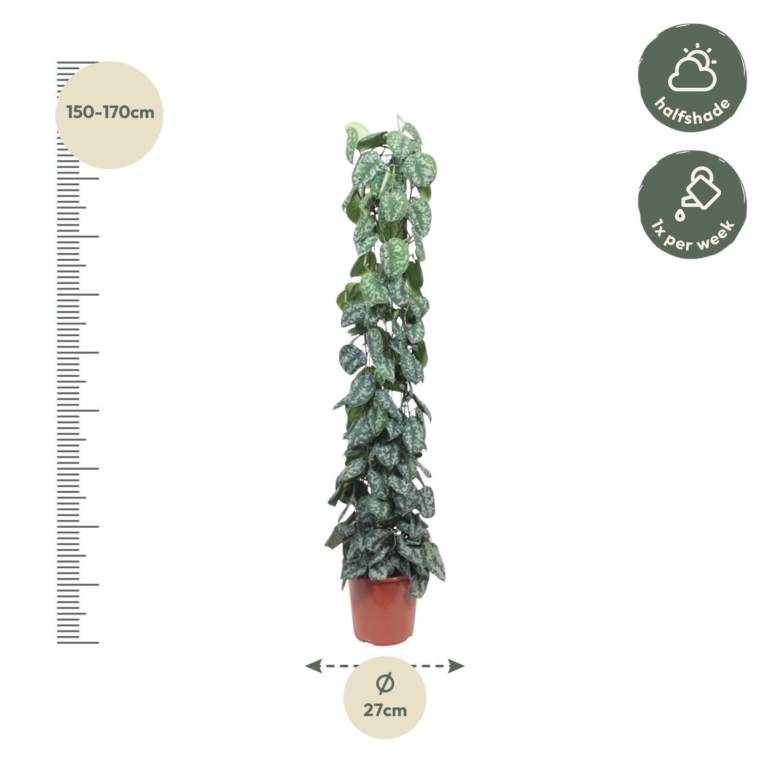 Scindapsus Pictus Trebie – klimplant op mosstok of gaasrek