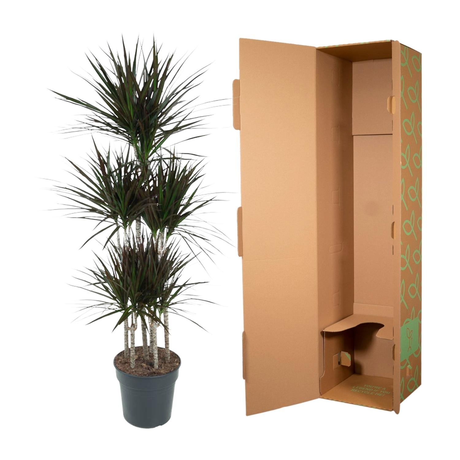 Dracaena Magenta – diepgroene paarsrode Dracaena kamerplant