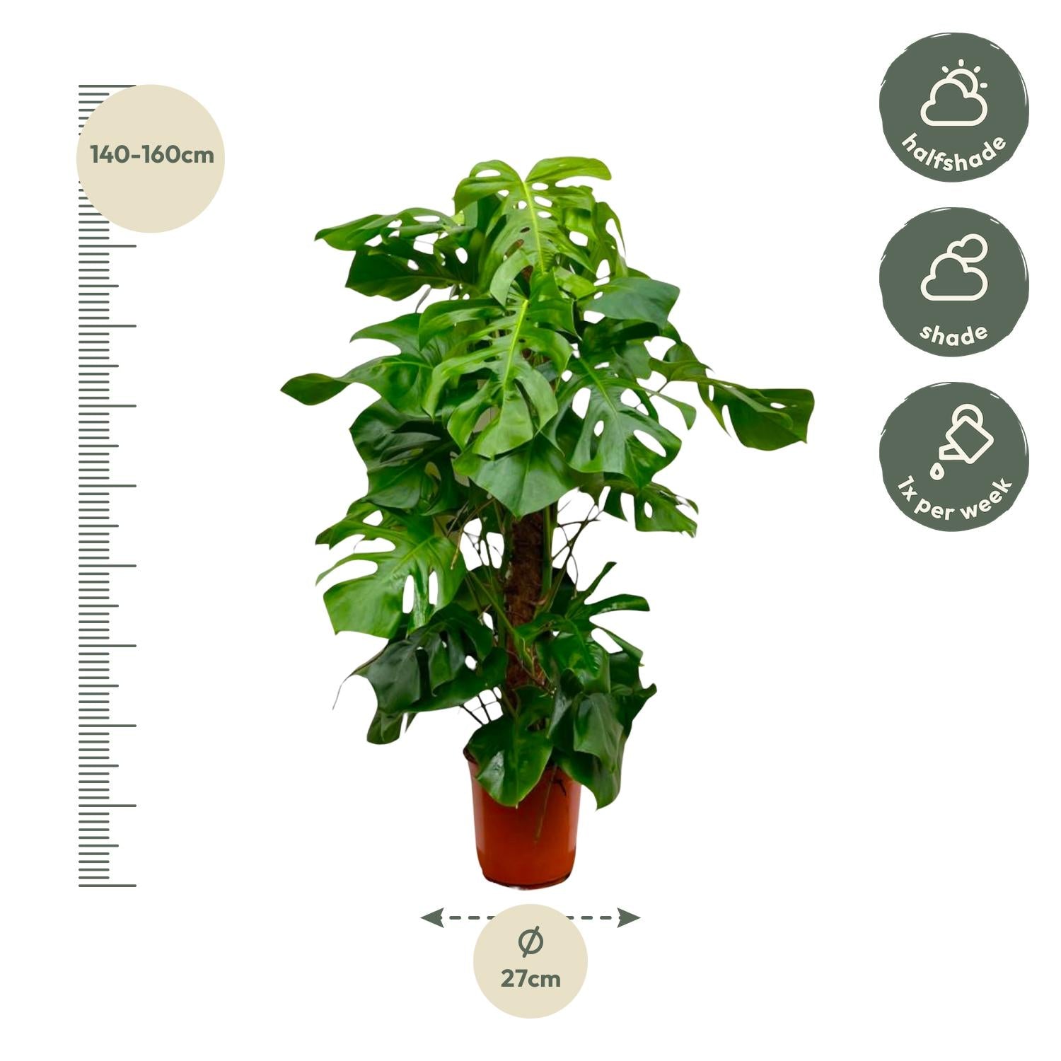 Monstera Deliciosa gatenplant – populaire kamerplant in kweekpot