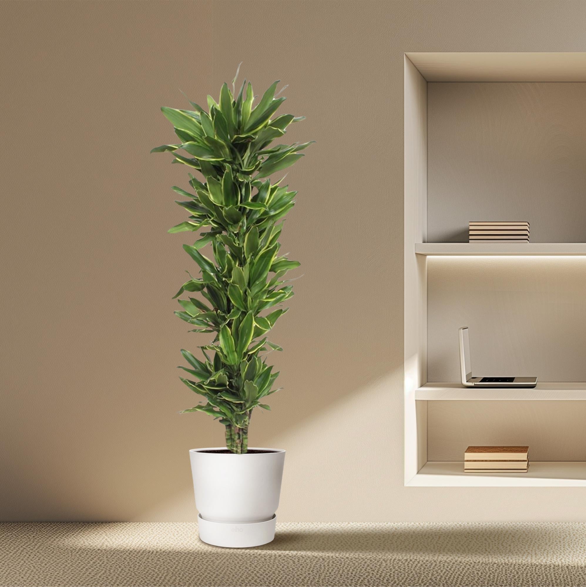 Dracaena Golden Coast – grote twee-kleurige Dracaena kamerplant in kweekpot