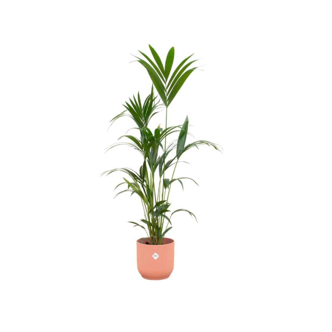 Combi deal - Kentia palm inclusief elho sierpot voor binnen, elegante kamerplant