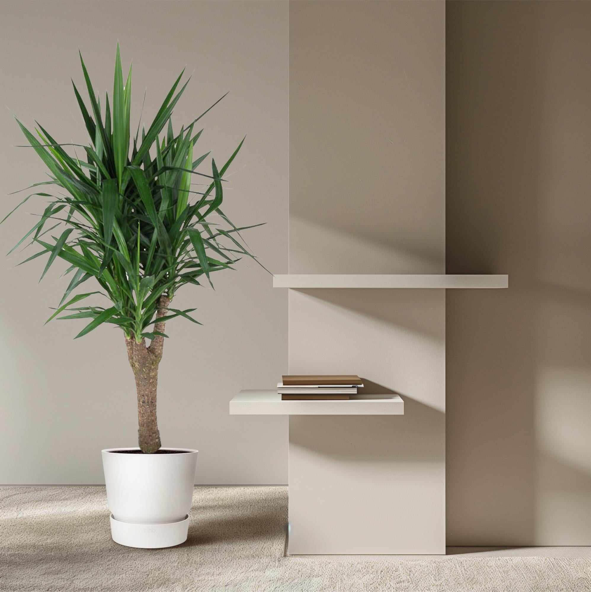 Yucca Elephantipes vertakt - decoratieve binnenplant voor huis en kantoor
