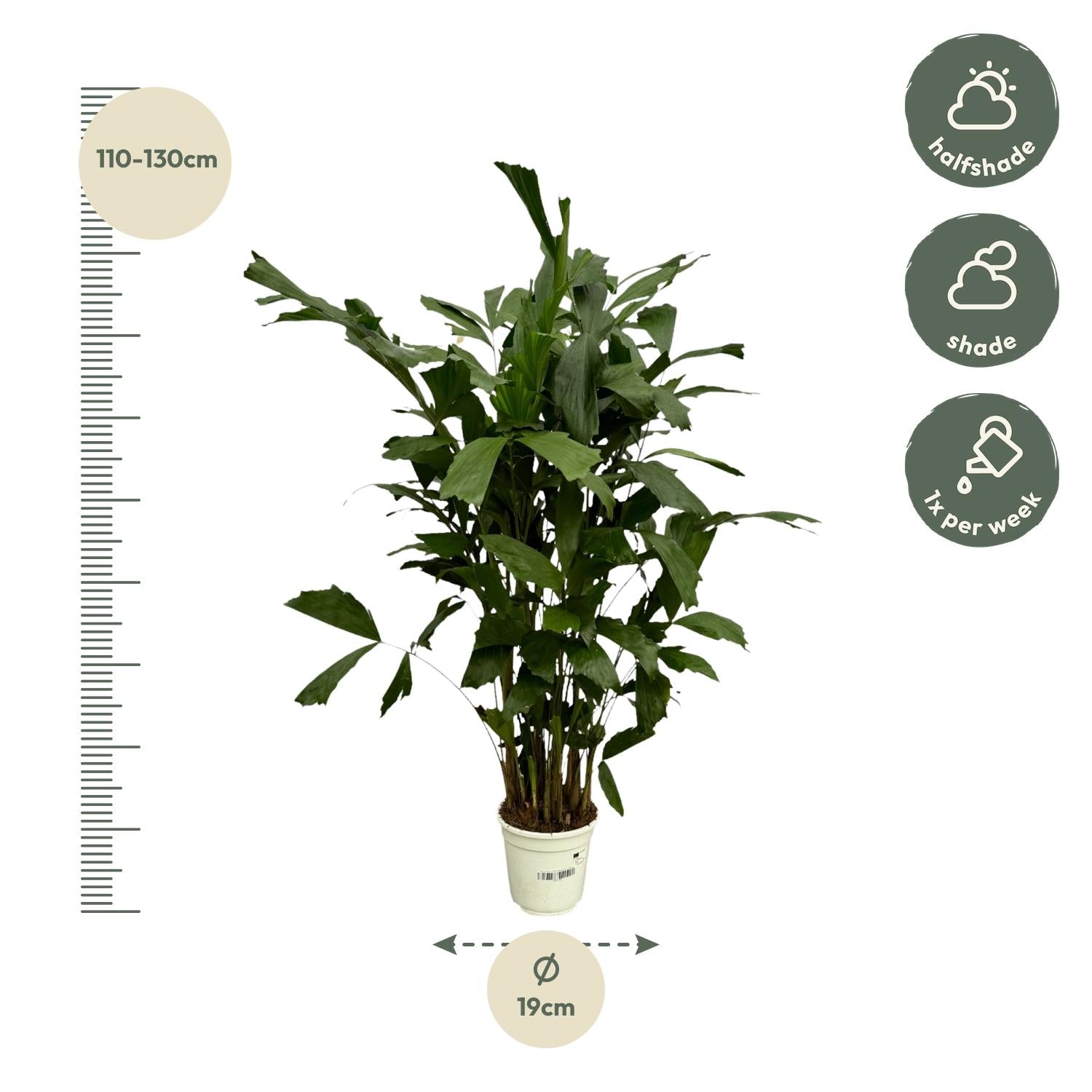 Caryota Mitis (vissenstaartpalm) – bijzondere grote kamerpalm
