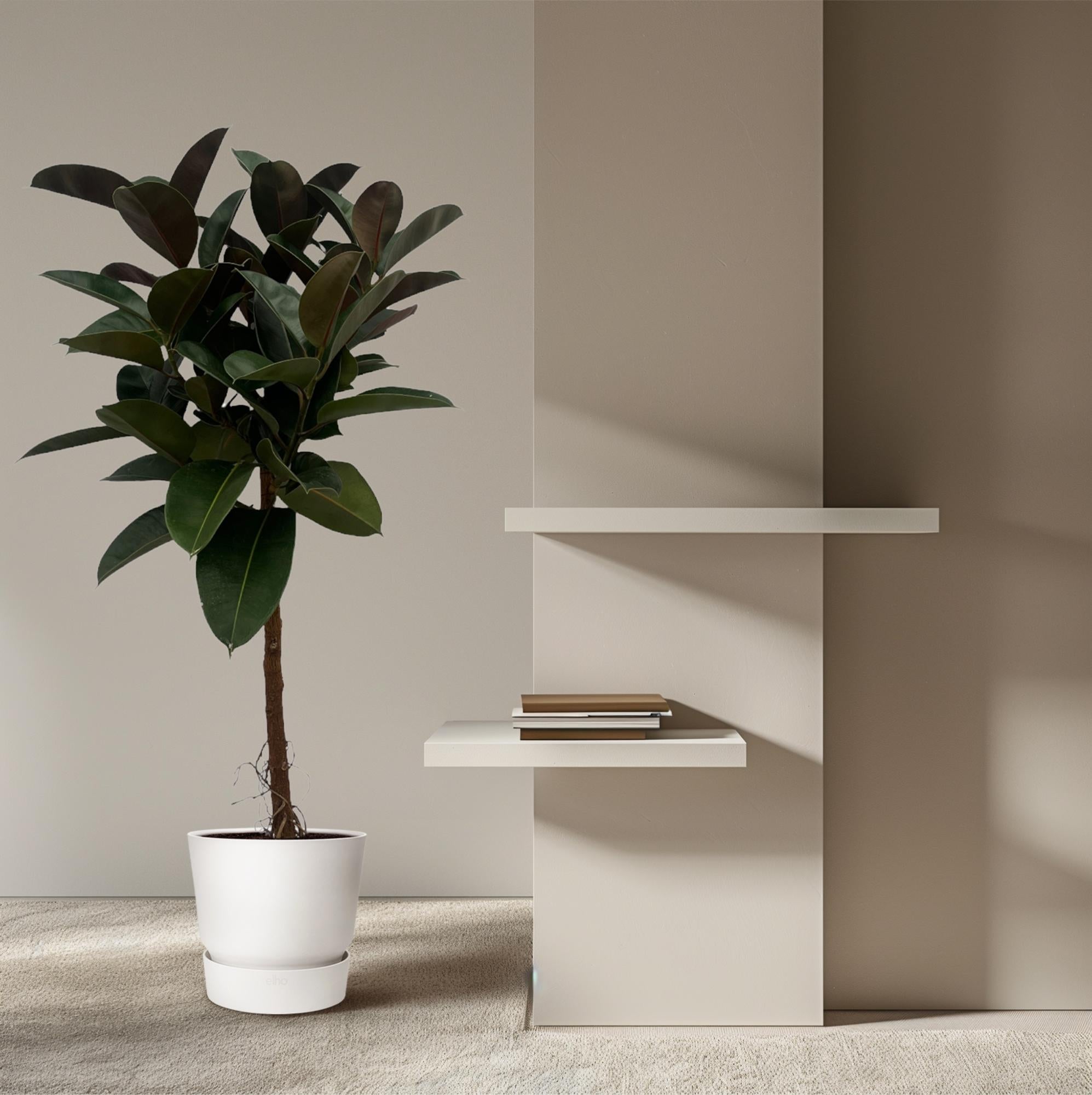 Ficus Elastica Robusta stam - 130 cm - Ø24cm