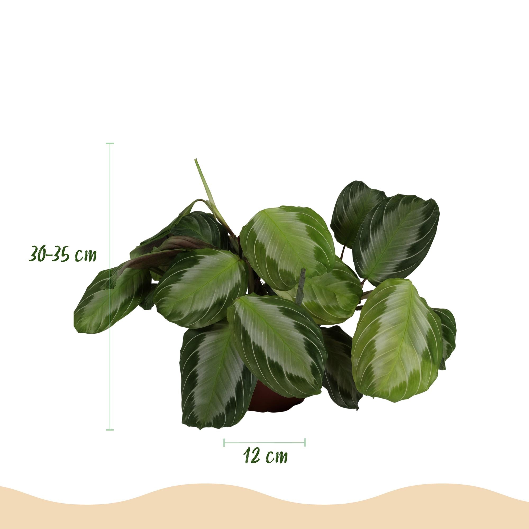 Green boutiQ - Kamerplant - Maranta Fascinator Silverband - Gebedsplant - Huisdiervriendelijke Plant - Groen - 1 Plant - met Potter Wit - Pot 12cm - Hoogte 25cm