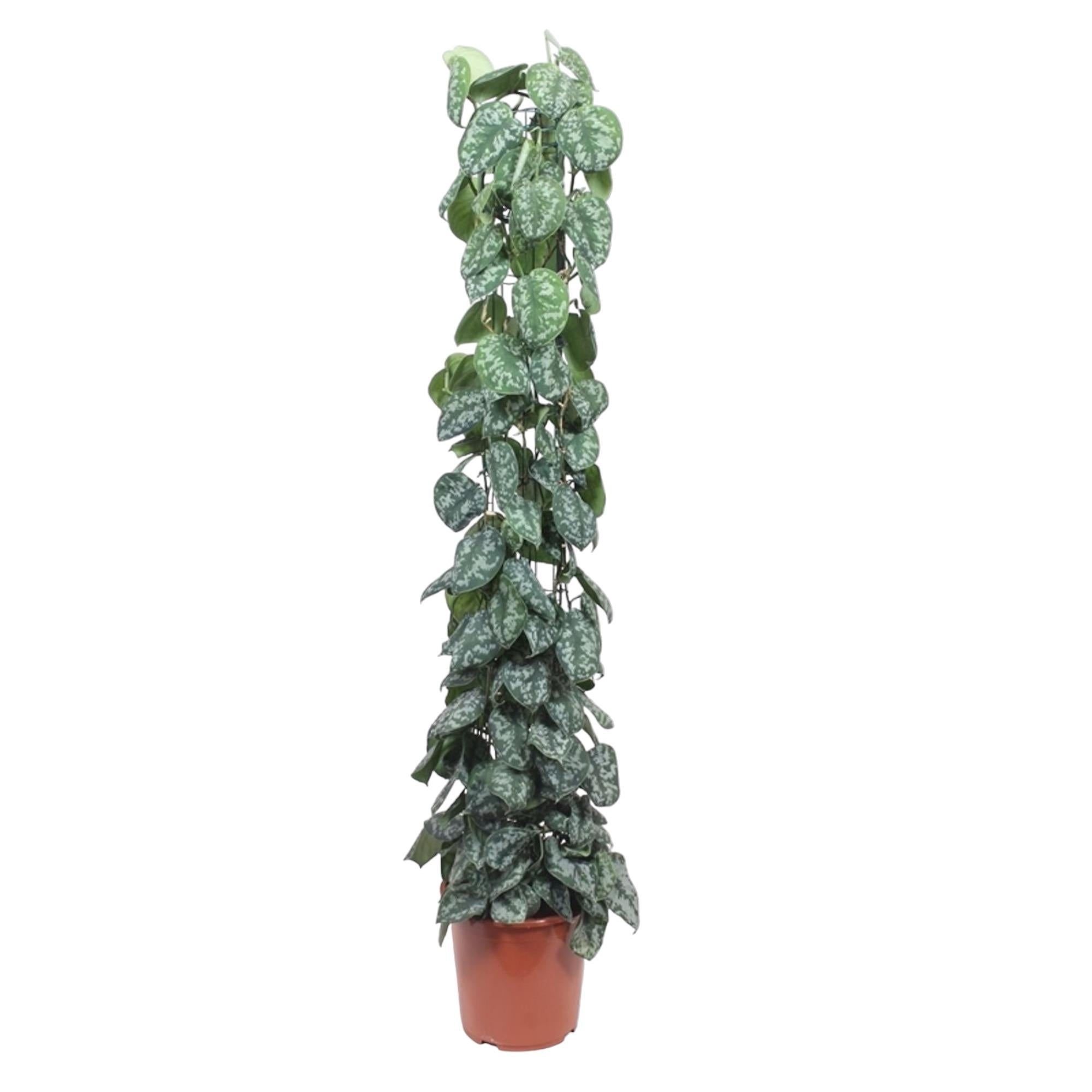 Scindapsus Pictus Trebie – klimplant op mosstok of gaasrek