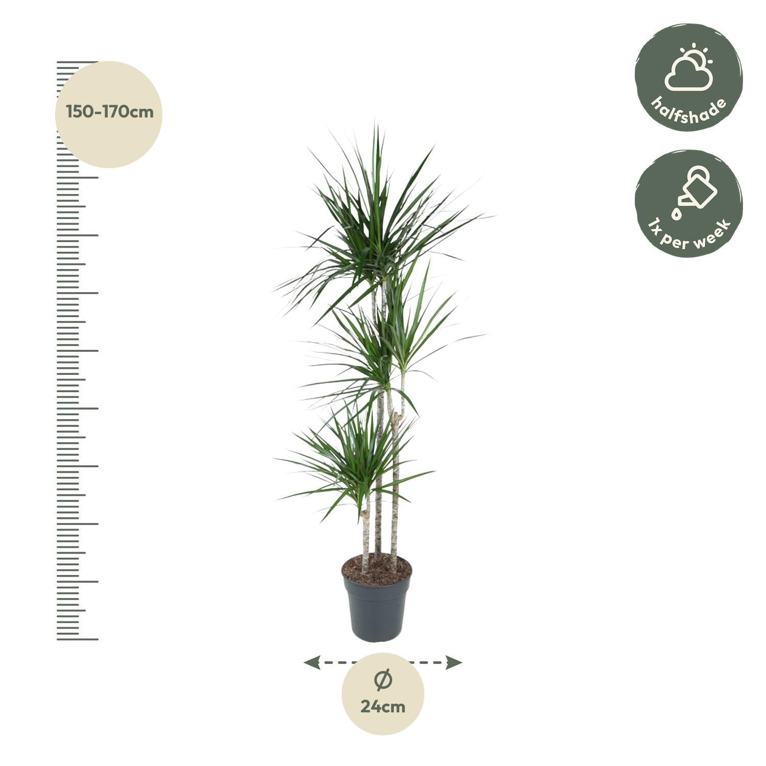 Dracaena Marginata - kamerplant in kweekpot