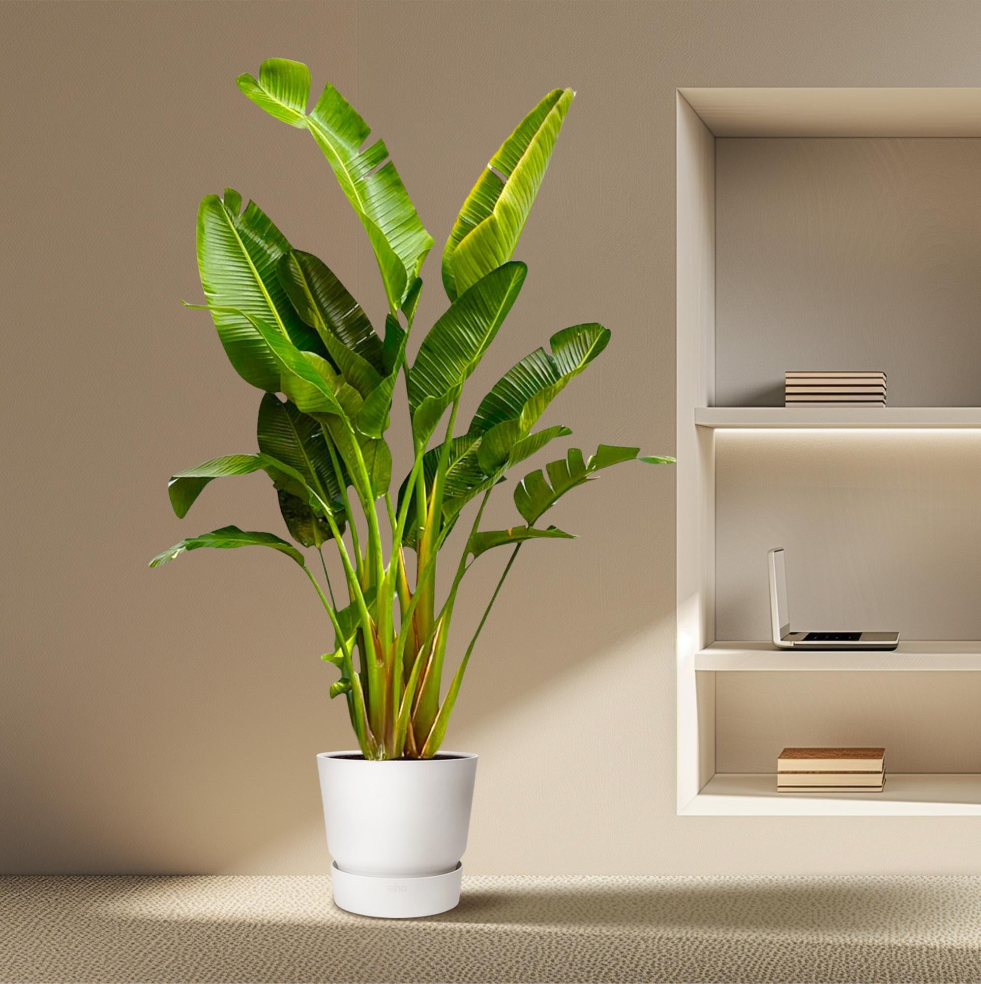 Strelitzia Augusta multi stam XXL - Grote decoratieve kamerplant met luxe uitstraling