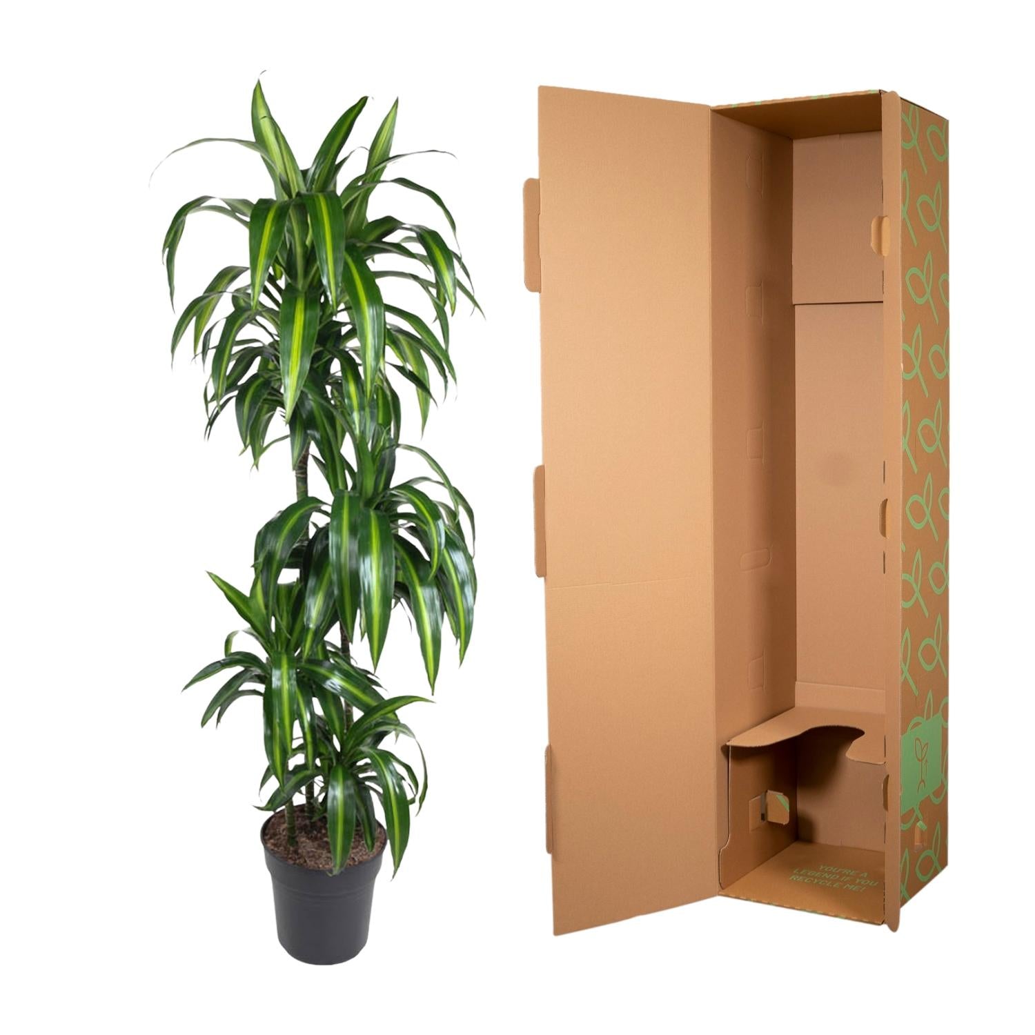 Dracaena Hawaiiana – bonte tropische Dracaena kamerplant