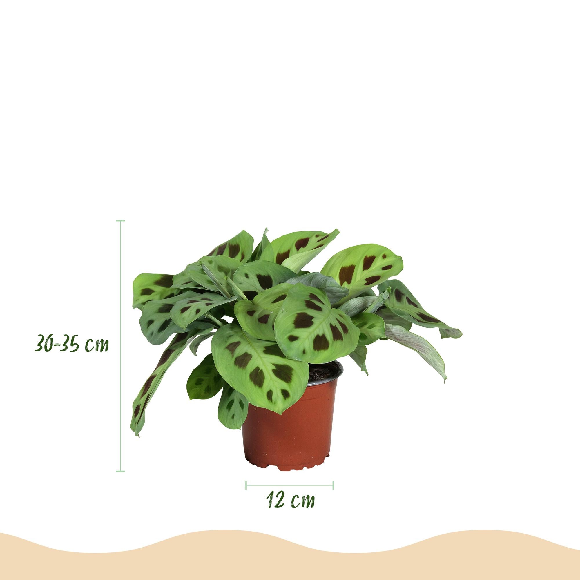 Green boutiQ - Kamerplant - Maranta Fascinator Kerchoveana - Zebraplant - Huisdiervriendelijke Plant - Groen - 1 Plant - met Potter Wit - Pot 12cm - Hoogte 25cm