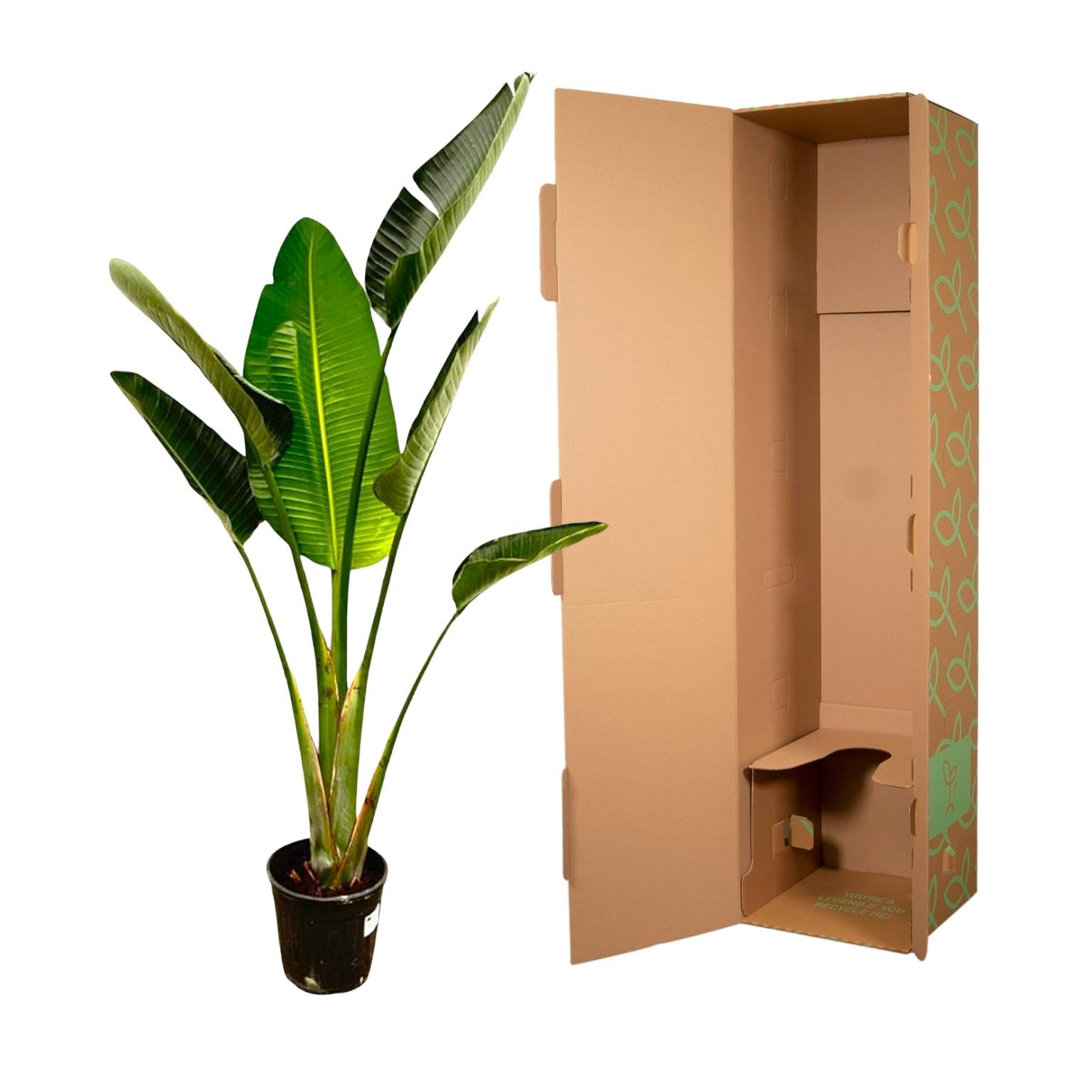 Strelitzia Augusta – grote paradijsvogelplant kamerplant in kweekpot