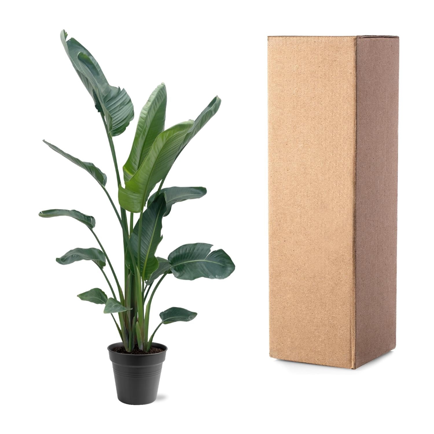 Strelitzia Nicolai - Tropische kamerplant voor binnen, decoratieve exotische plant