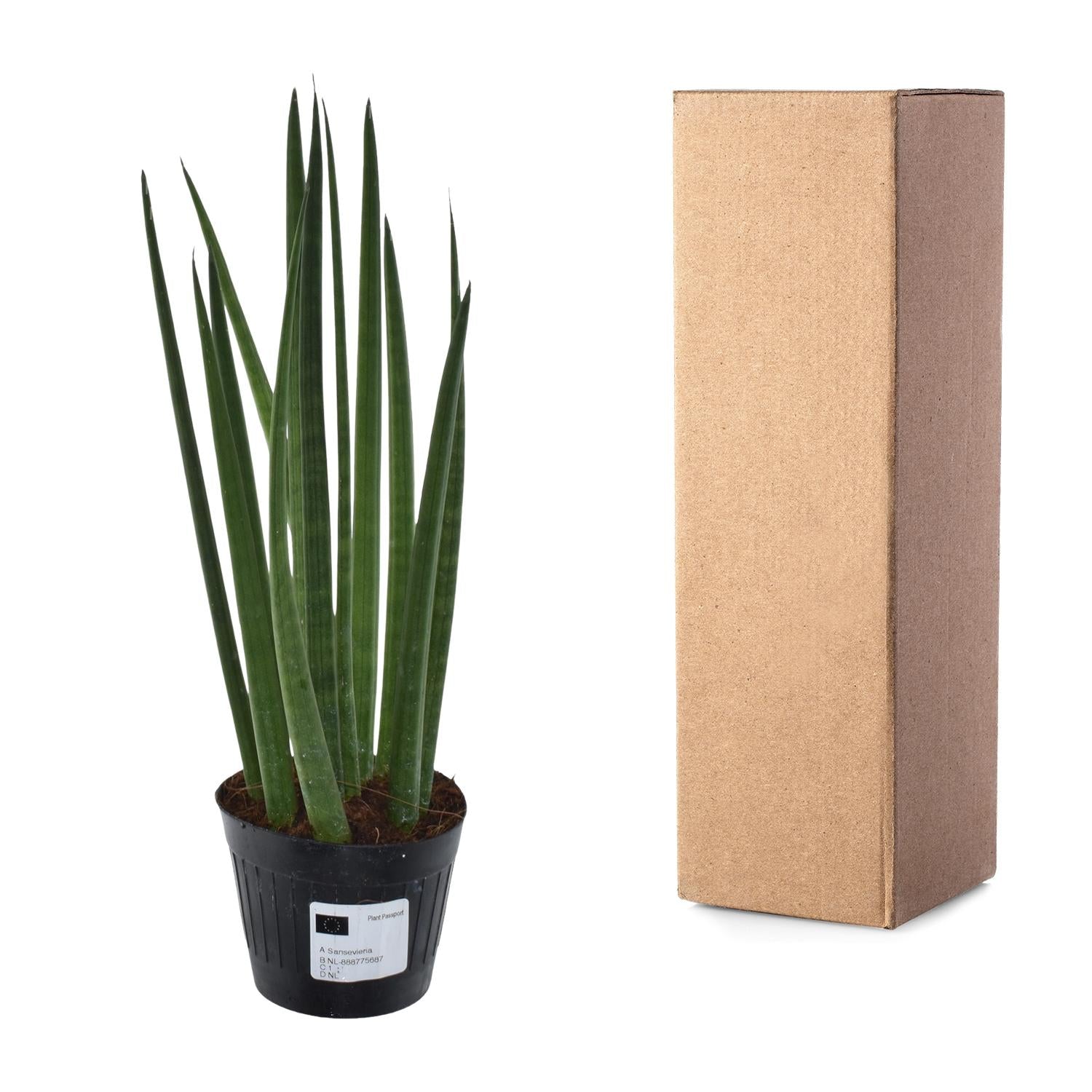 Sansevieria mini mix – Sansevieria cylindrica en Skyline in sierlijke pot Ø10,5