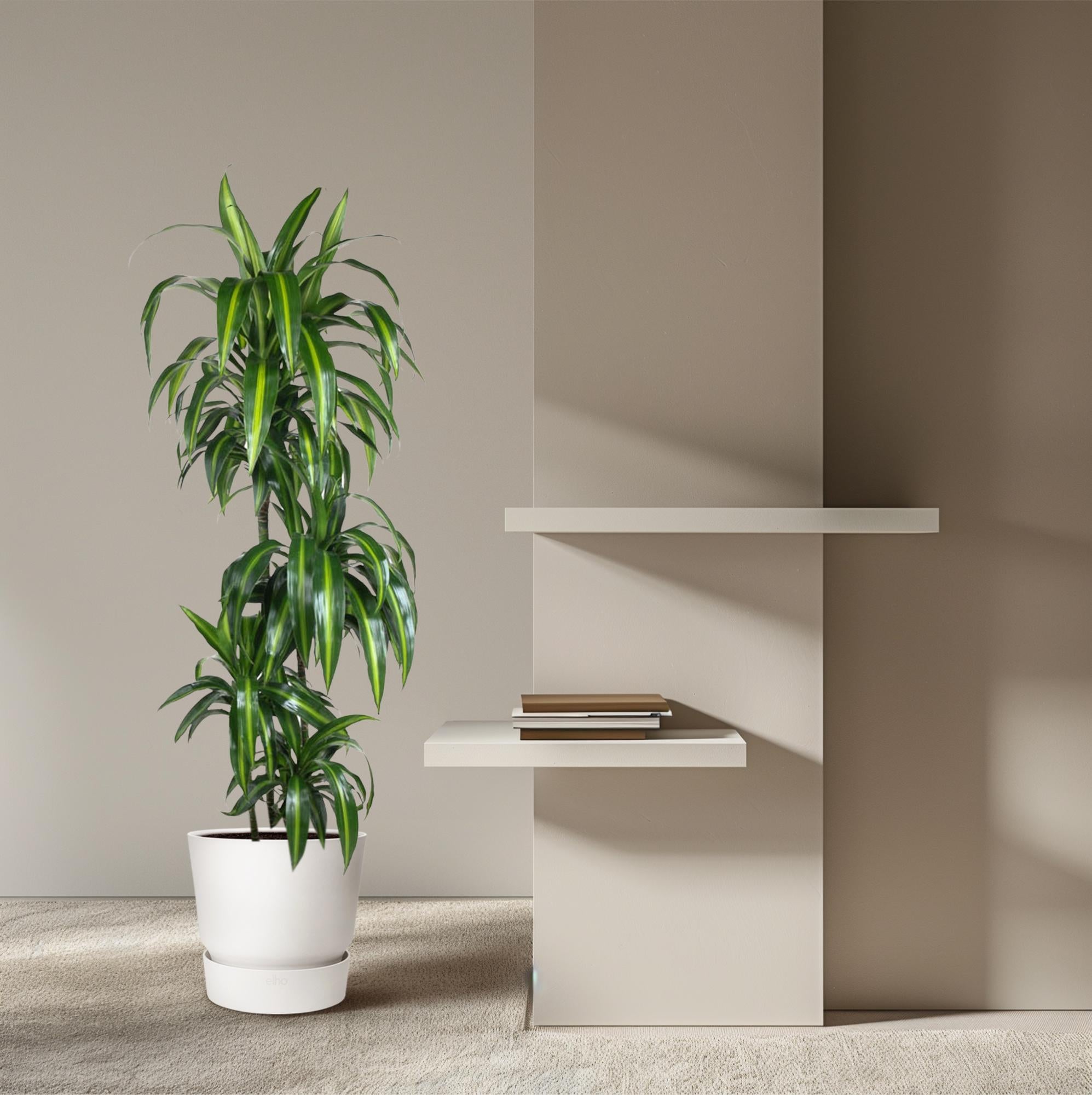 Dracaena Hawaiiana – bonte tropische Dracaena kamerplant