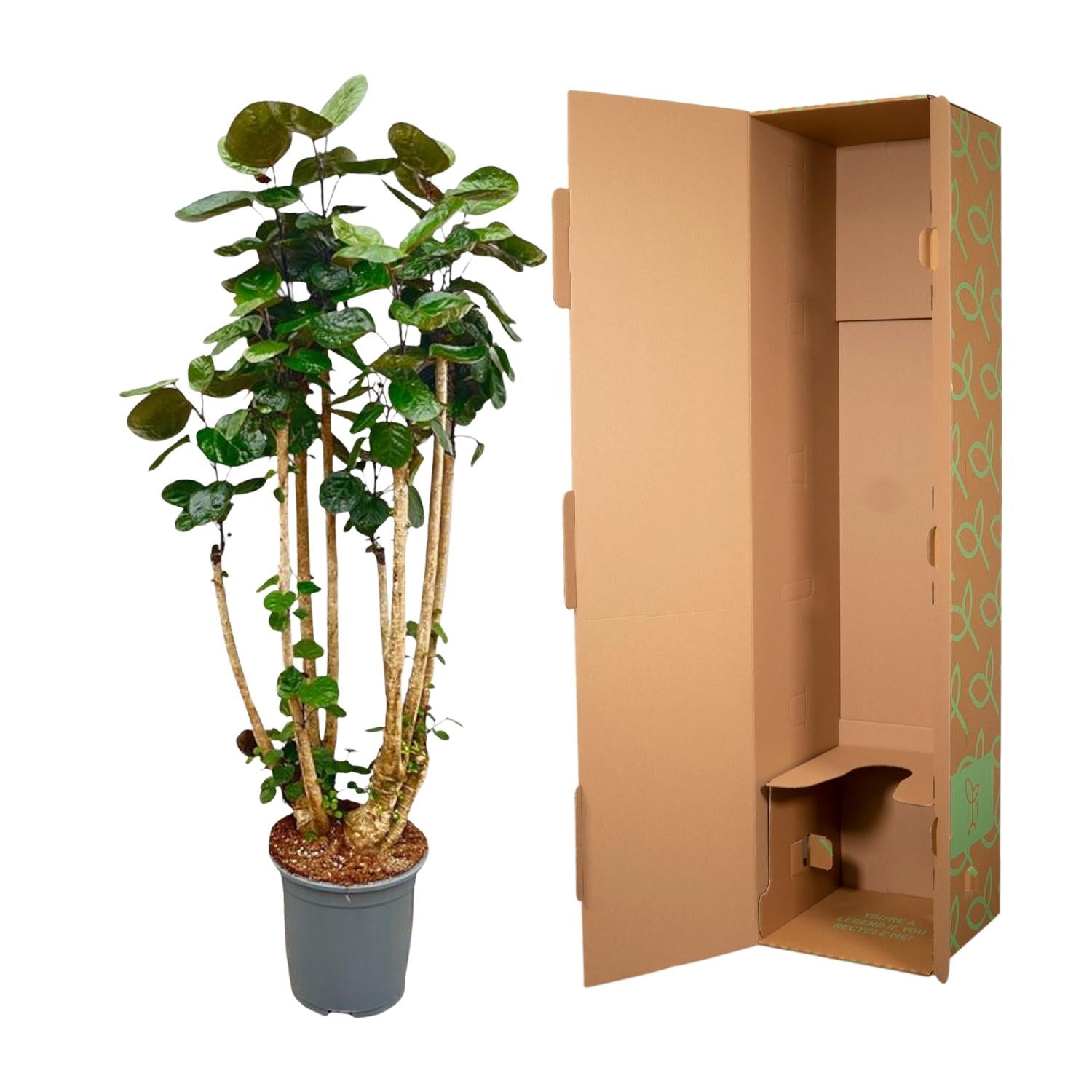 Polyscias Fabian - decoratieve kamerplant voor binnen, sierlijke bladeren en sterke groei