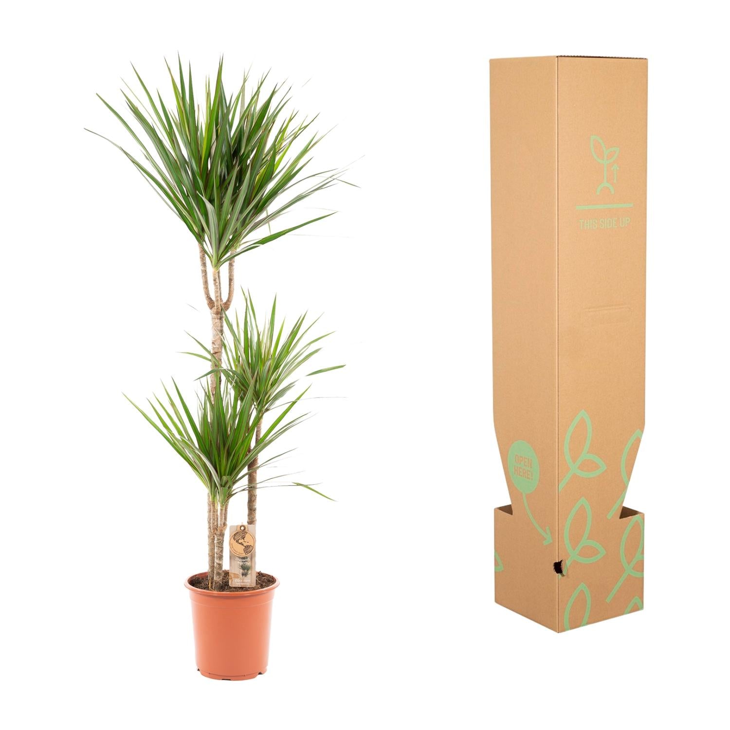 Dracaena Marginata - kamerplant in kweekpot