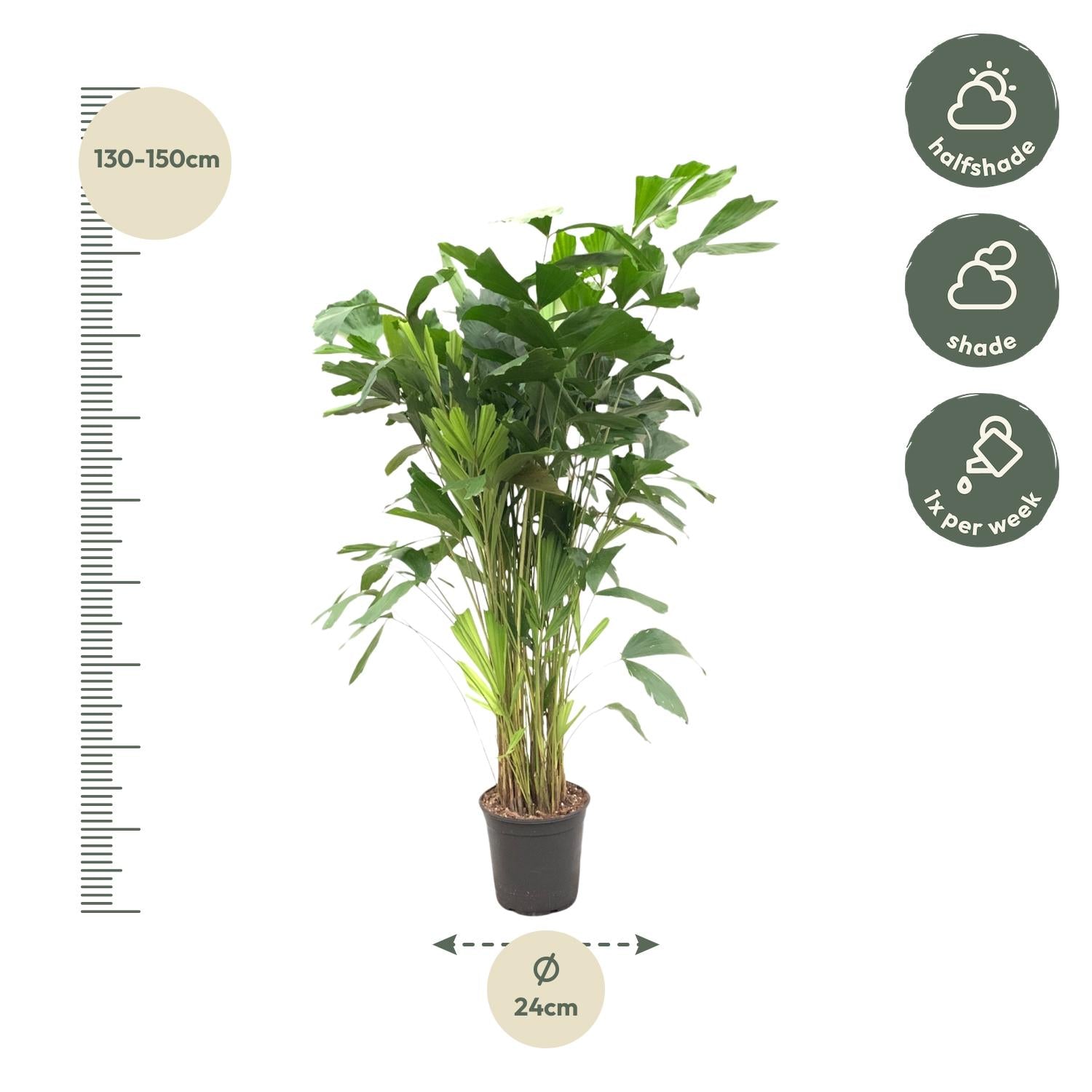 Caryota Mitis (vissenstaartpalm) – bijzondere grote kamerpalm