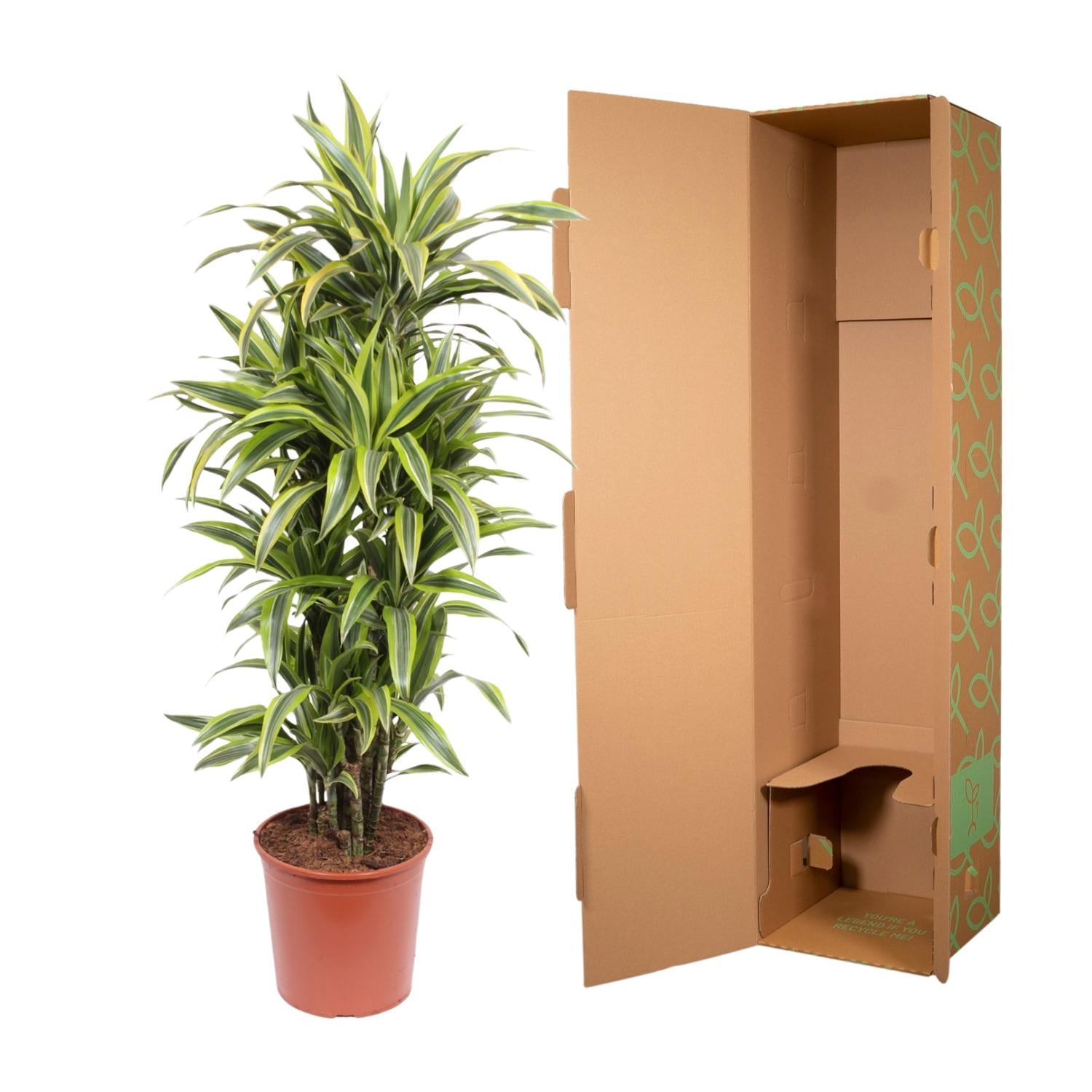 Dracaena Lemon Lime decorative indoor plant for home and office, premium quality