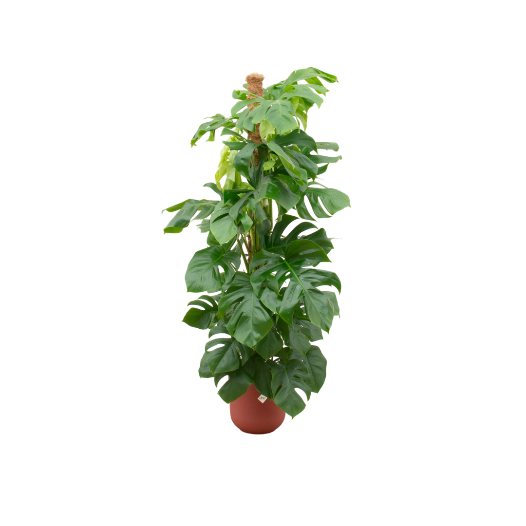 Combi deal – Monstera Pertusum XL + elho Vibes Fold Round - 150 cm, Ø30