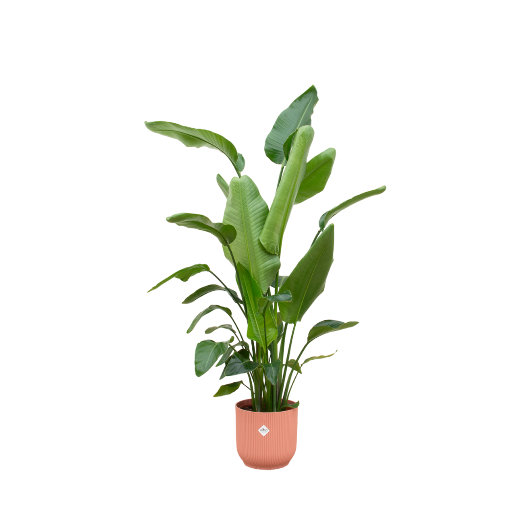 Combi deal - Strelitzia Nicolai inclusief elho Vibes Fold Round plant en pot set