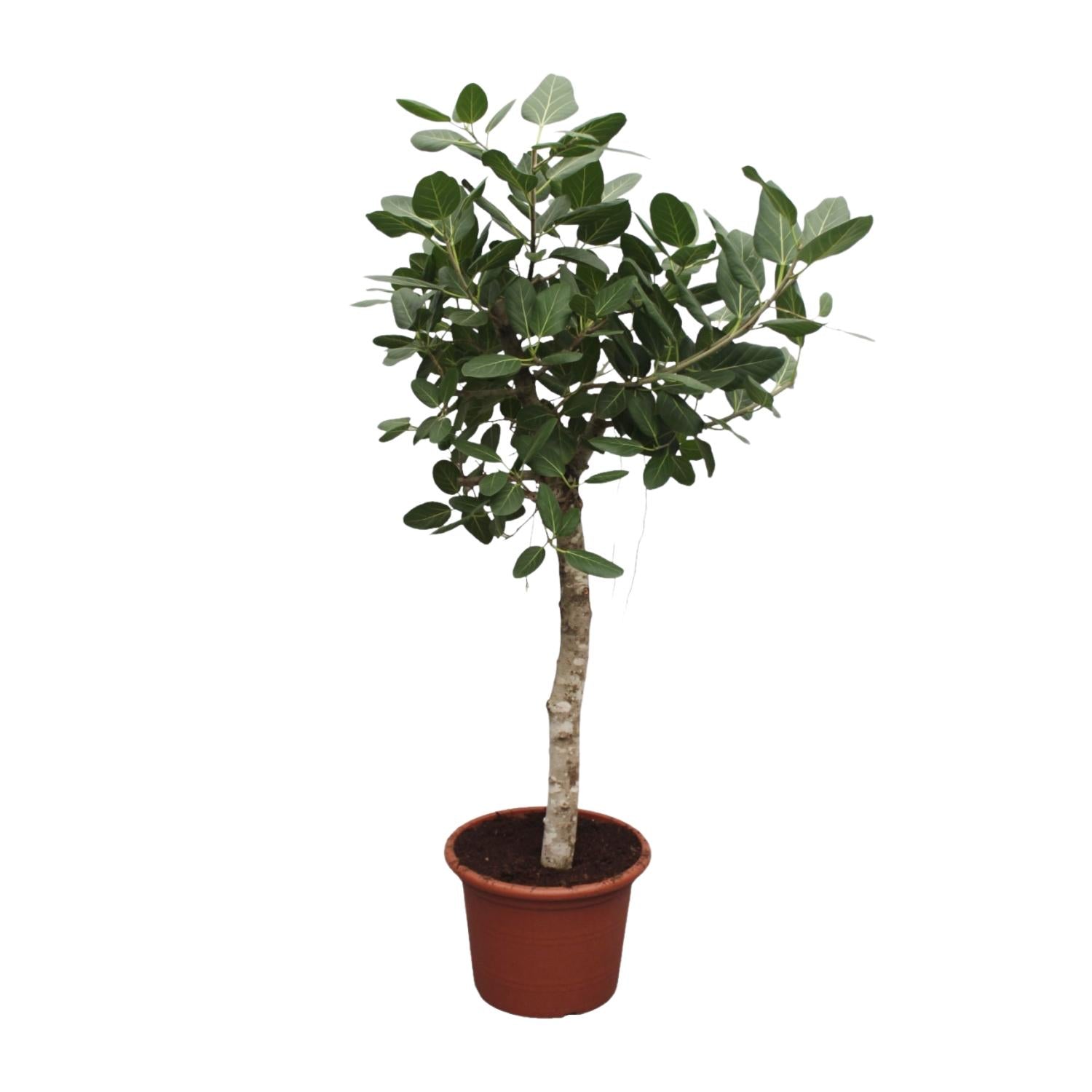 Ficus Benghalensis – grote banyan ficus kamerboom
