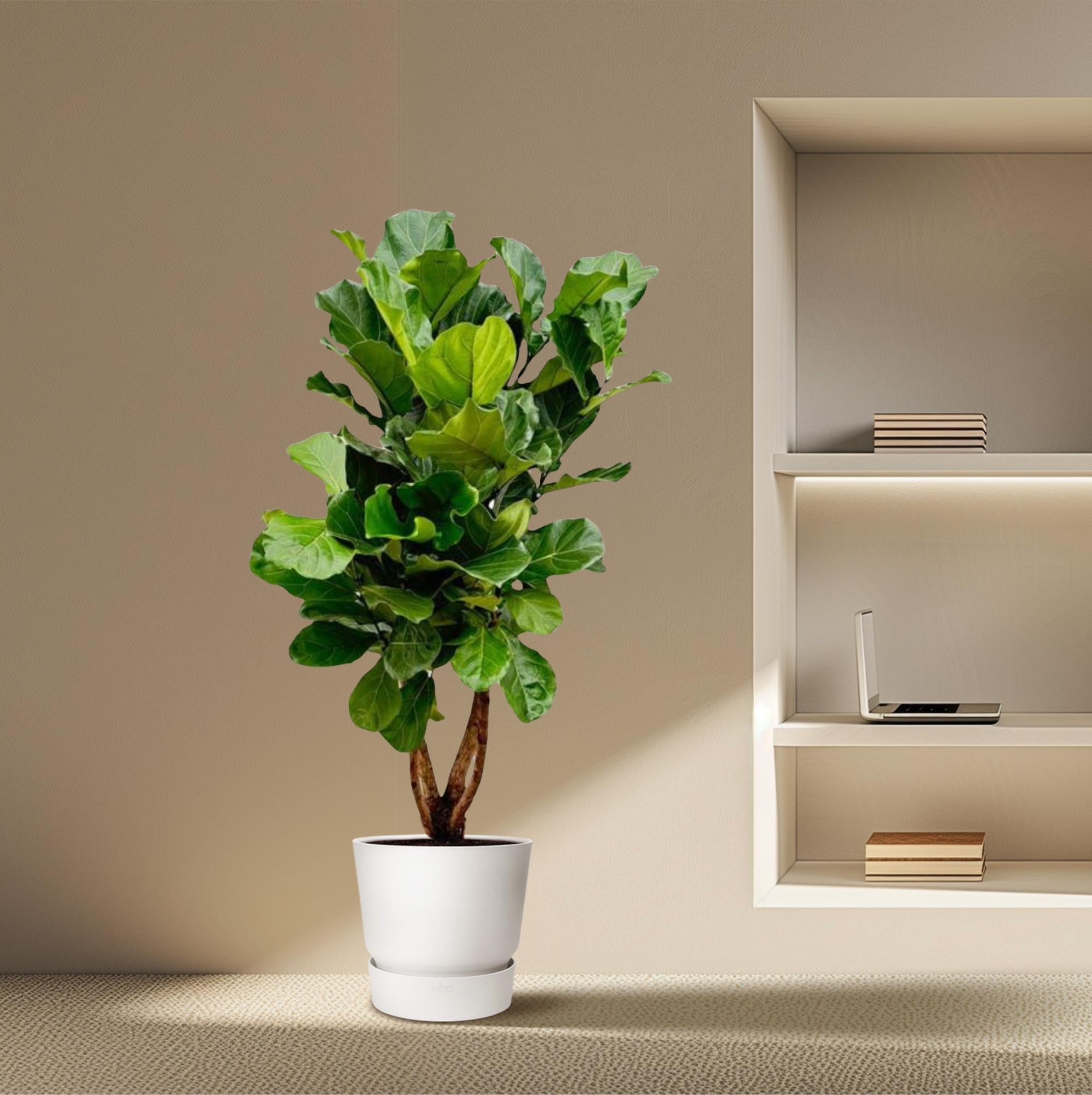 Ficus Lyrata vertakt - grote sierkamerplant met stevige stam, vol weelderig blad