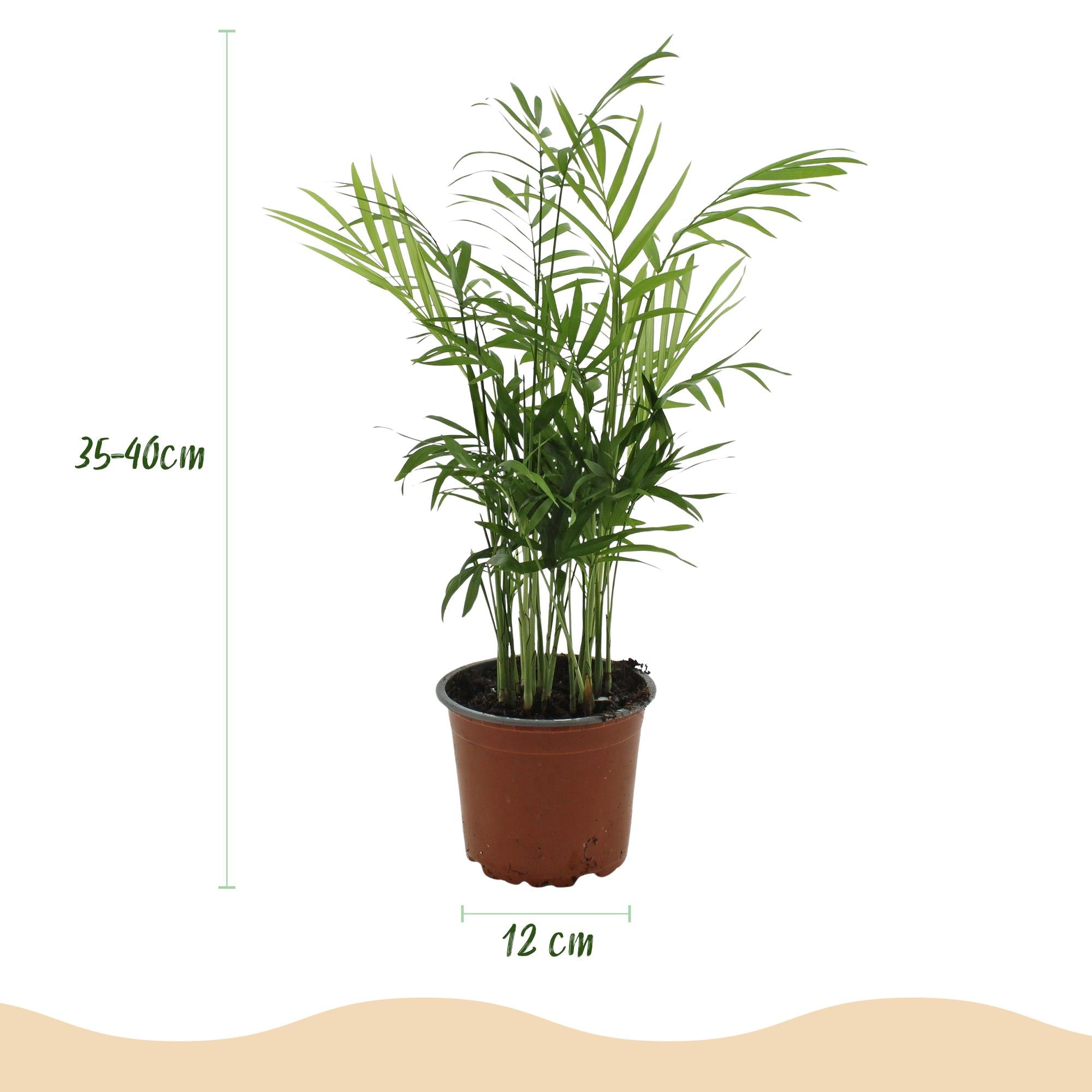 Green boutiQ - Kamerplant - Chamaedorea elegans - Goudpalm - Huisdiervriendelijke Plant - Groen - 1 Plant - met Mand - Pot 12cm - Hoogte 15cm