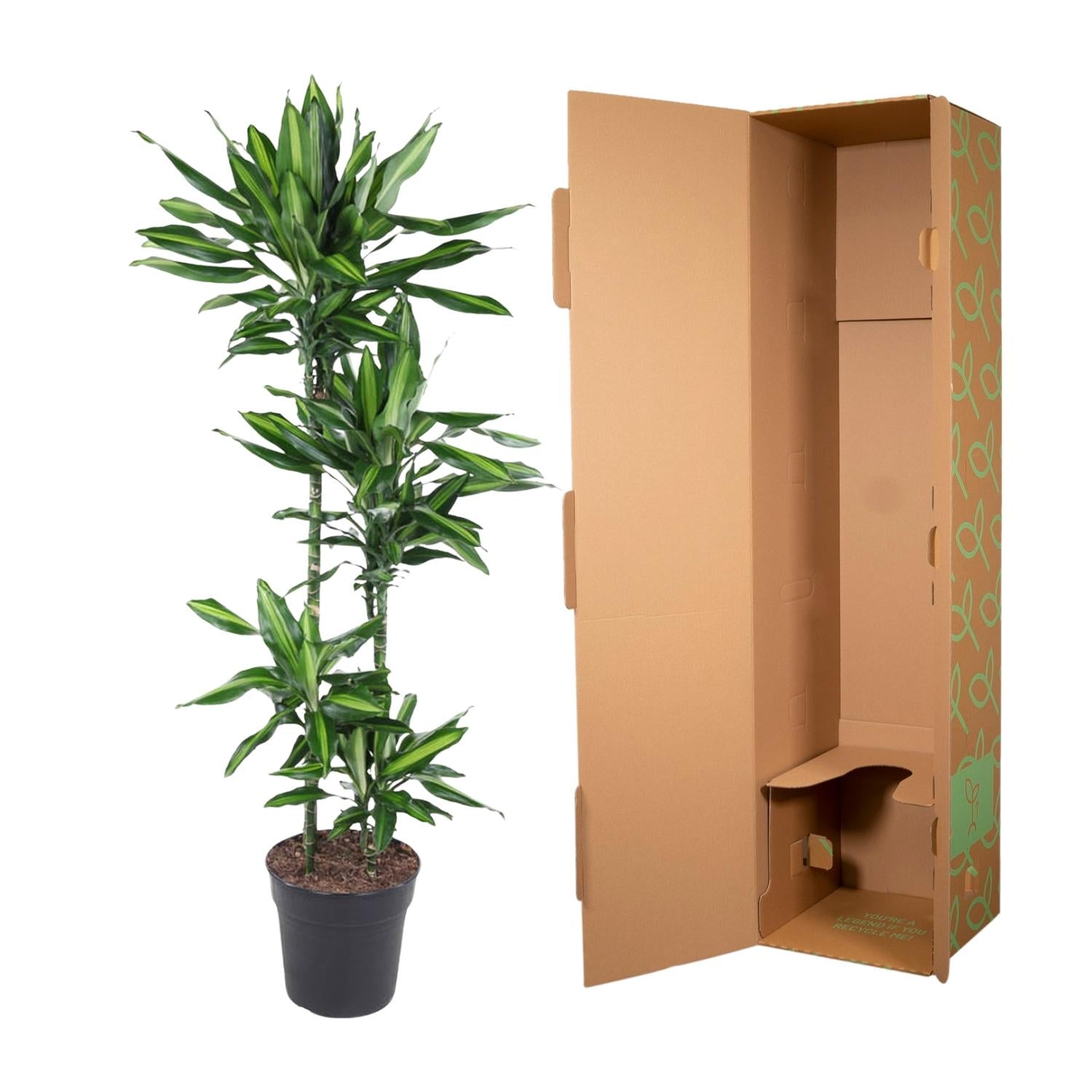 Dracaena Cintho – sterke groene kamerplant in kweekpot