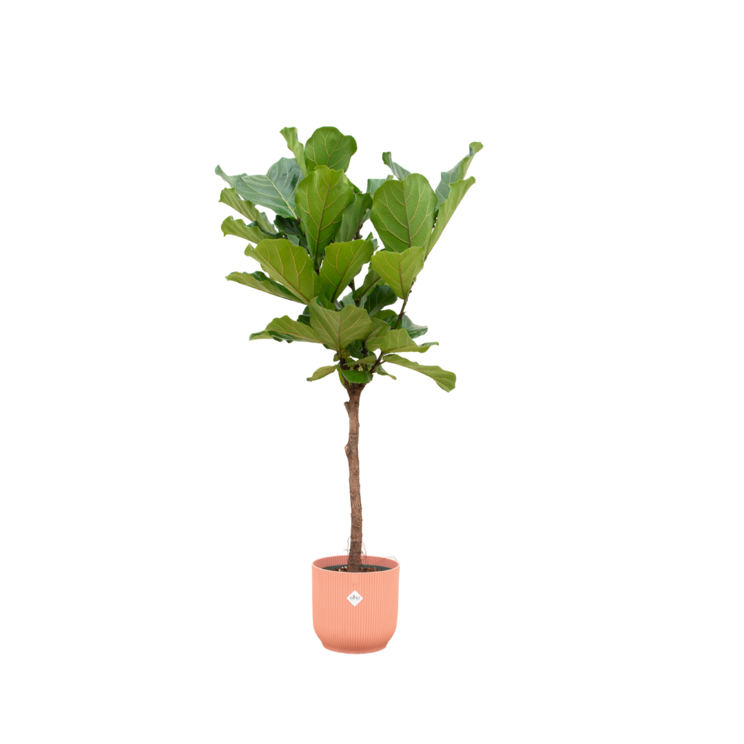 Ficus Lyrata stam inclusief elho Round - stijlvolle kunstplant met bijpassende pot
