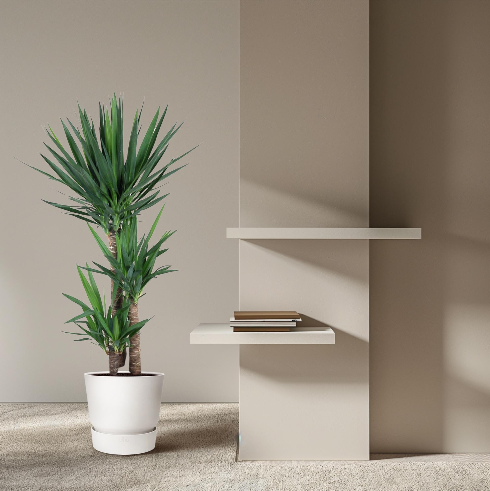 Yucca Elephantipes – grote stoere kamerplant in kweekpot