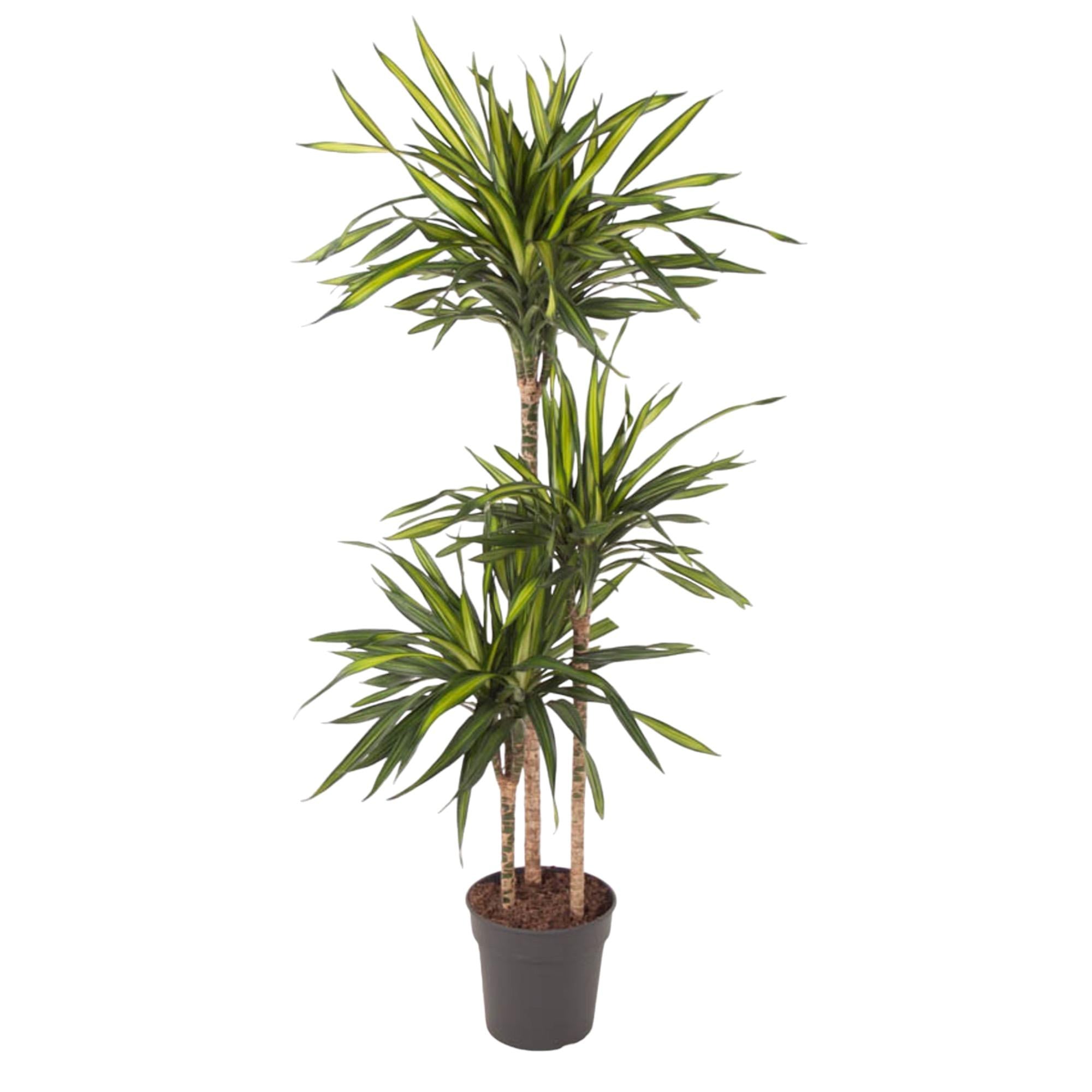 Dracaena Riki – smalbladige moderne Dracaena kamerplant