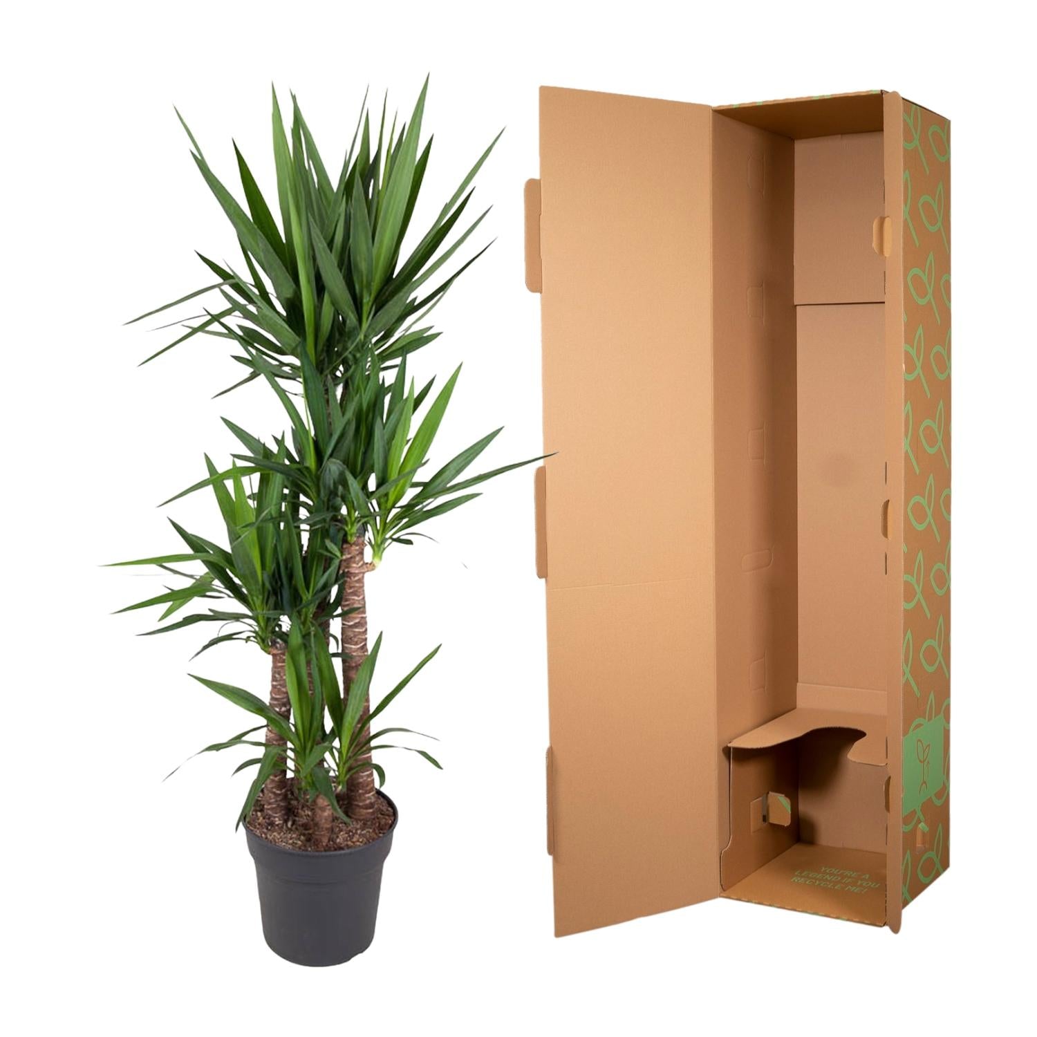 Yucca Elephantipes – grote stoere kamerplant in kweekpot